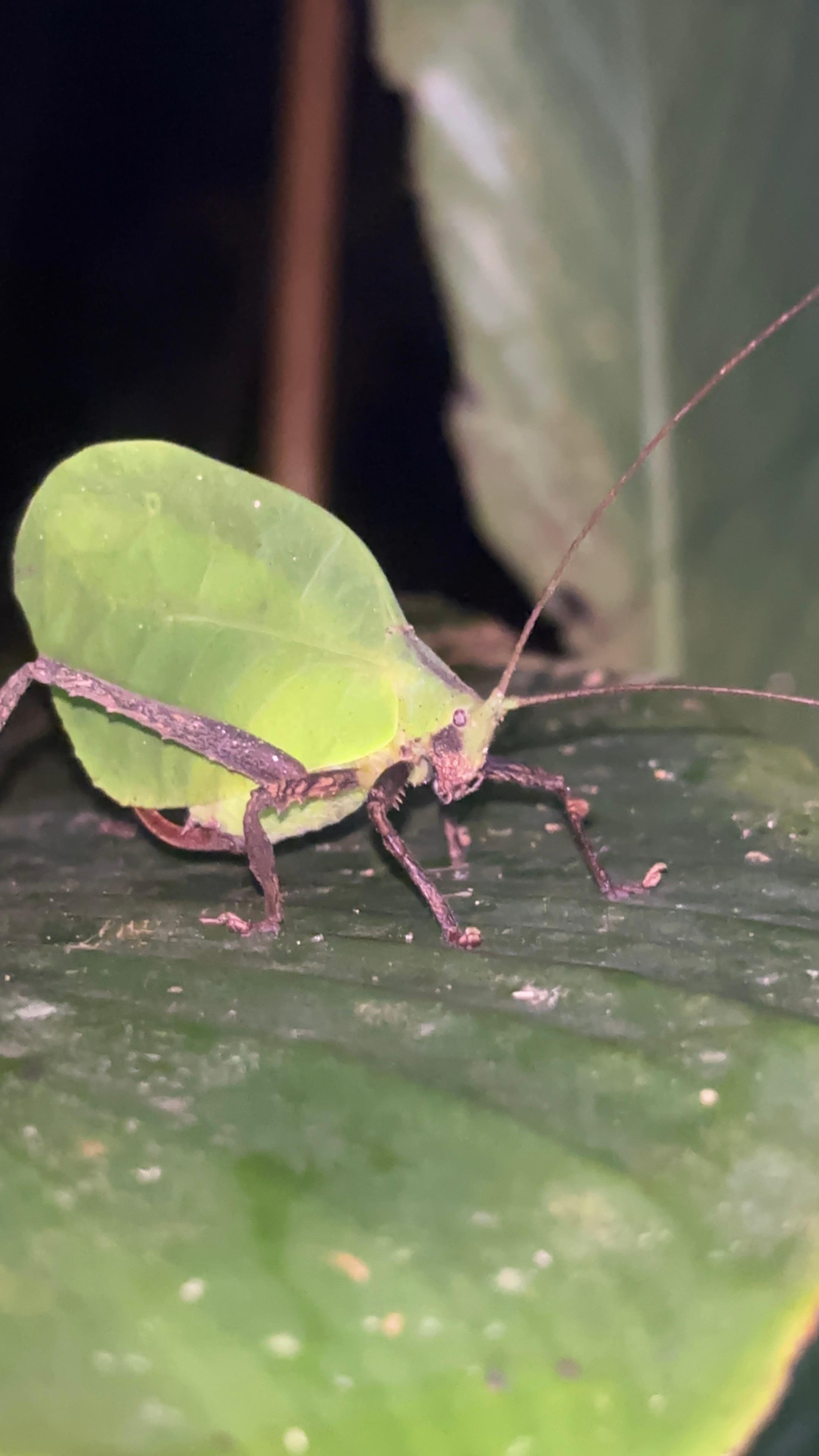 Tortuguero 2-Day Eco Adventure: Canoe, Jaguar Trail, Night Walk & Turtle Nesting