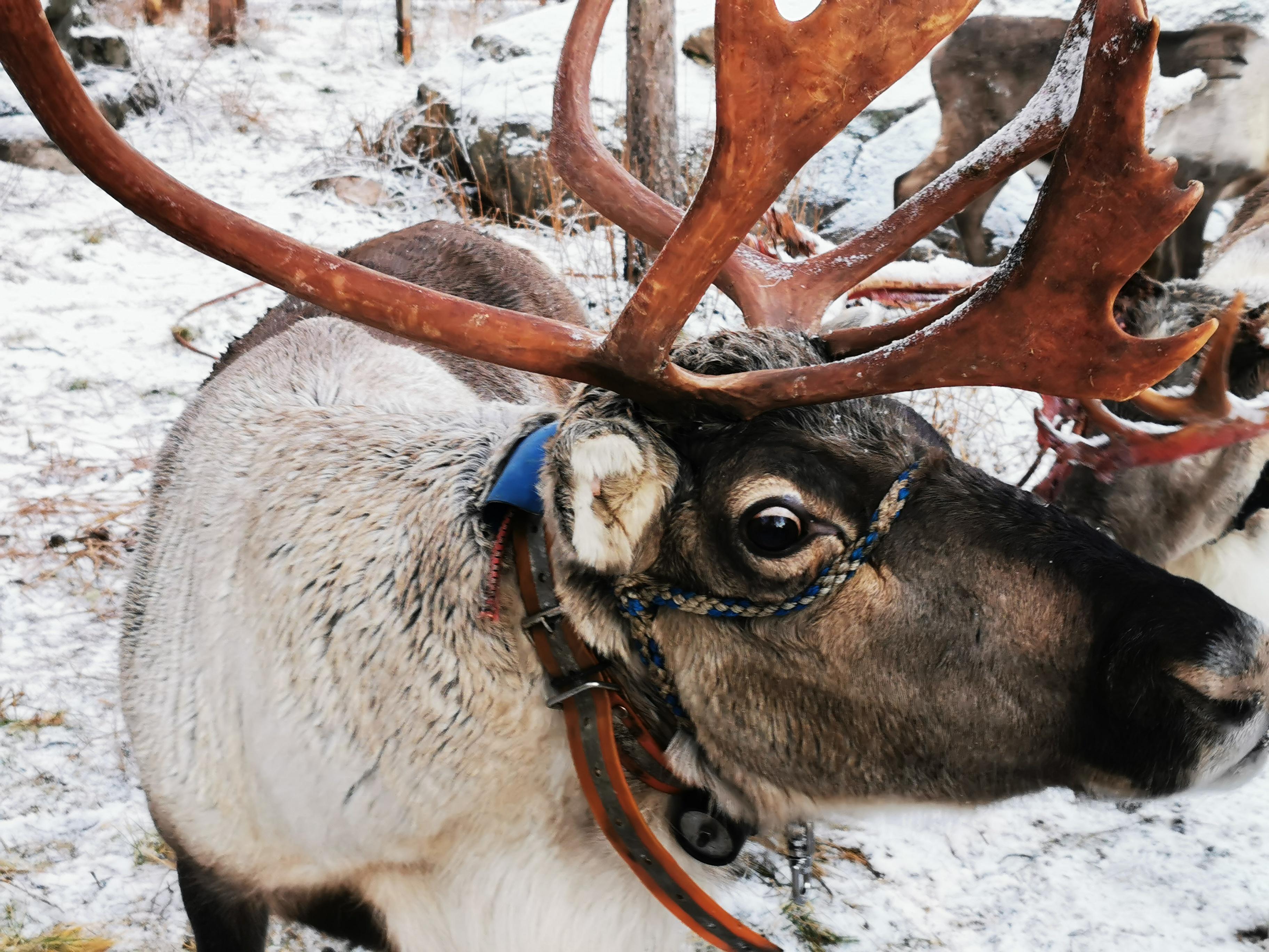 Rovaniemi Reindeer, Husky & Northern Lights BBQ Safari