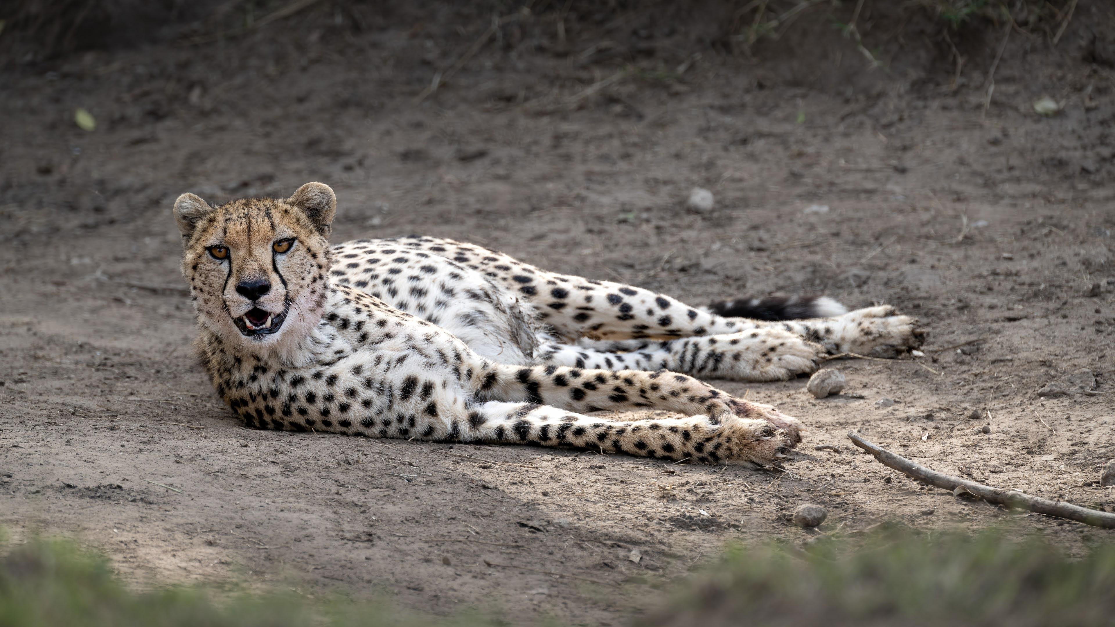 Maasai Mara Express: 1-Day Safari from Nairobi