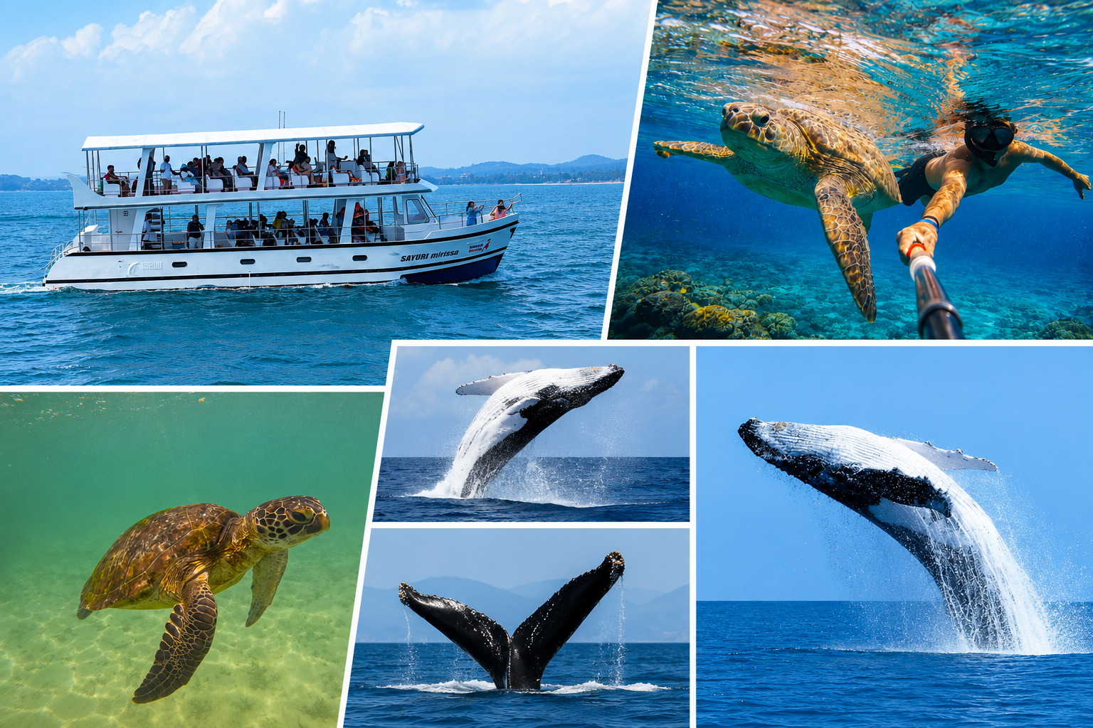 Blue Whale Watching & Turtle Snorkeling Combo