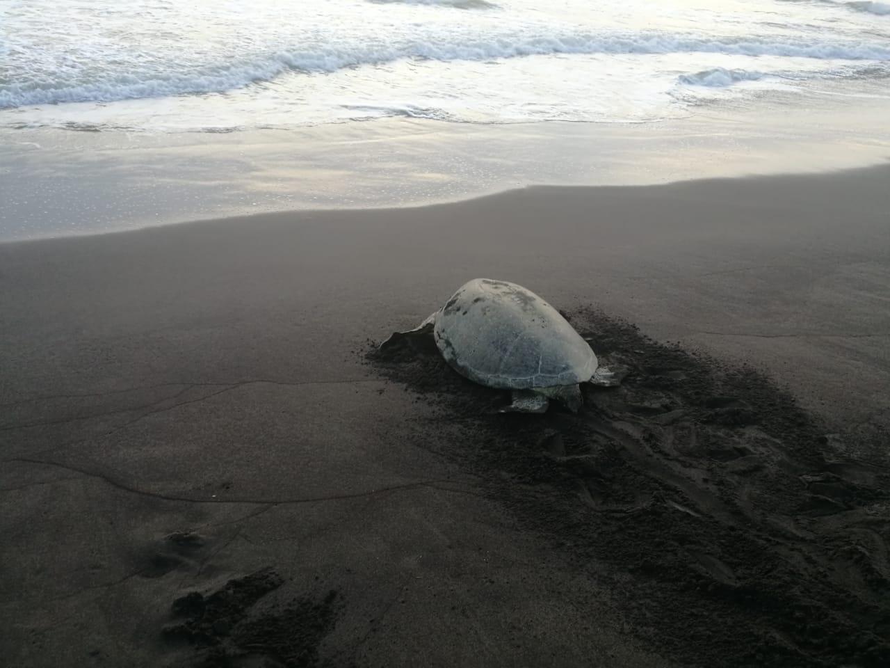 Green Sea Turtle Nesting Experience in Tortuguero