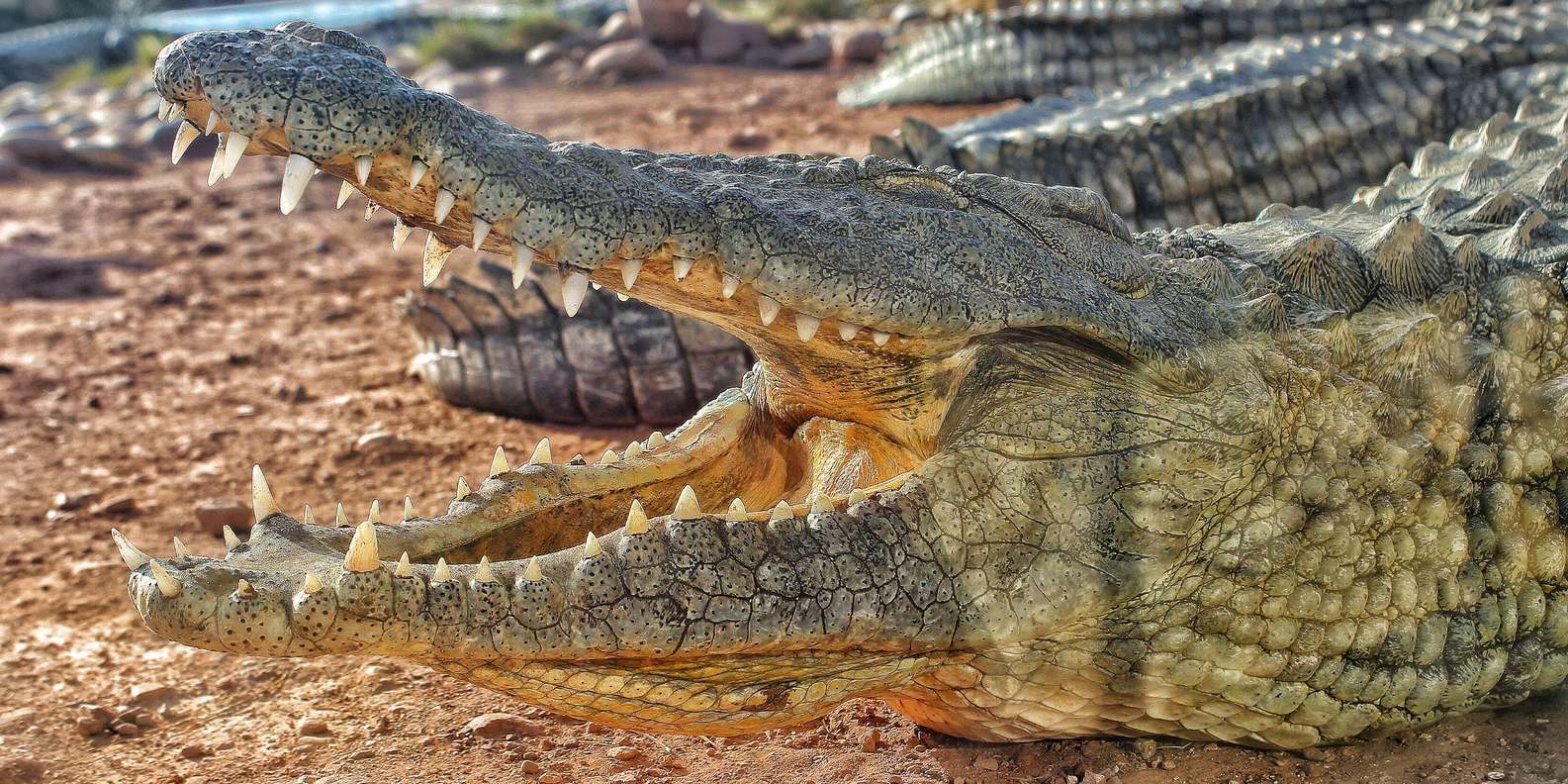 Agadir: Argan Goats and Crocoparc Excursion