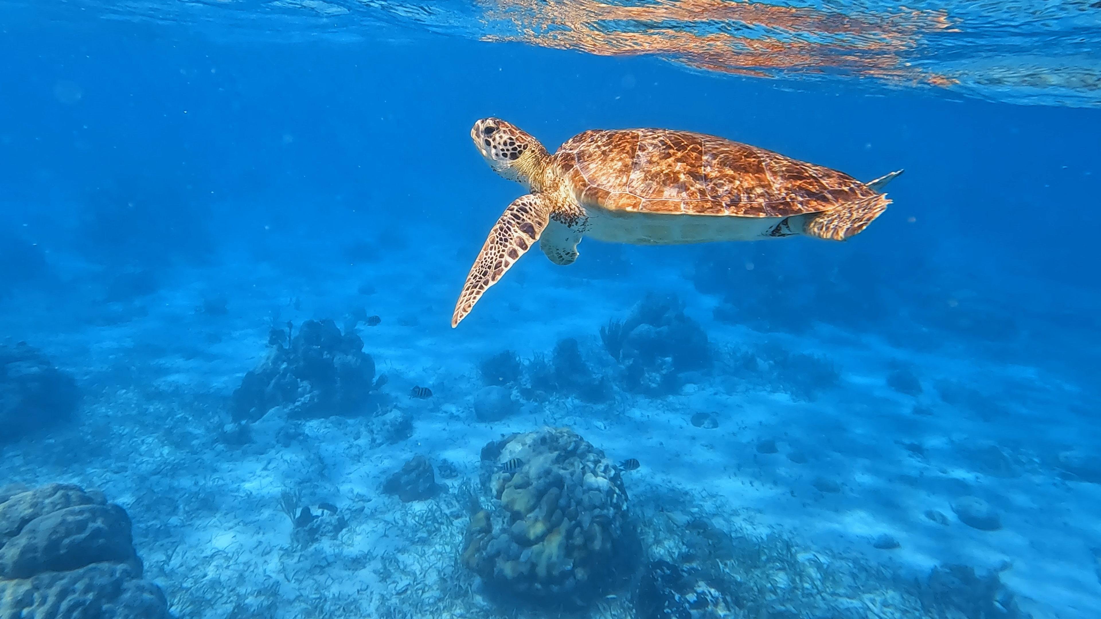 Caye Caulker Snorkeling & Sunset Cruise