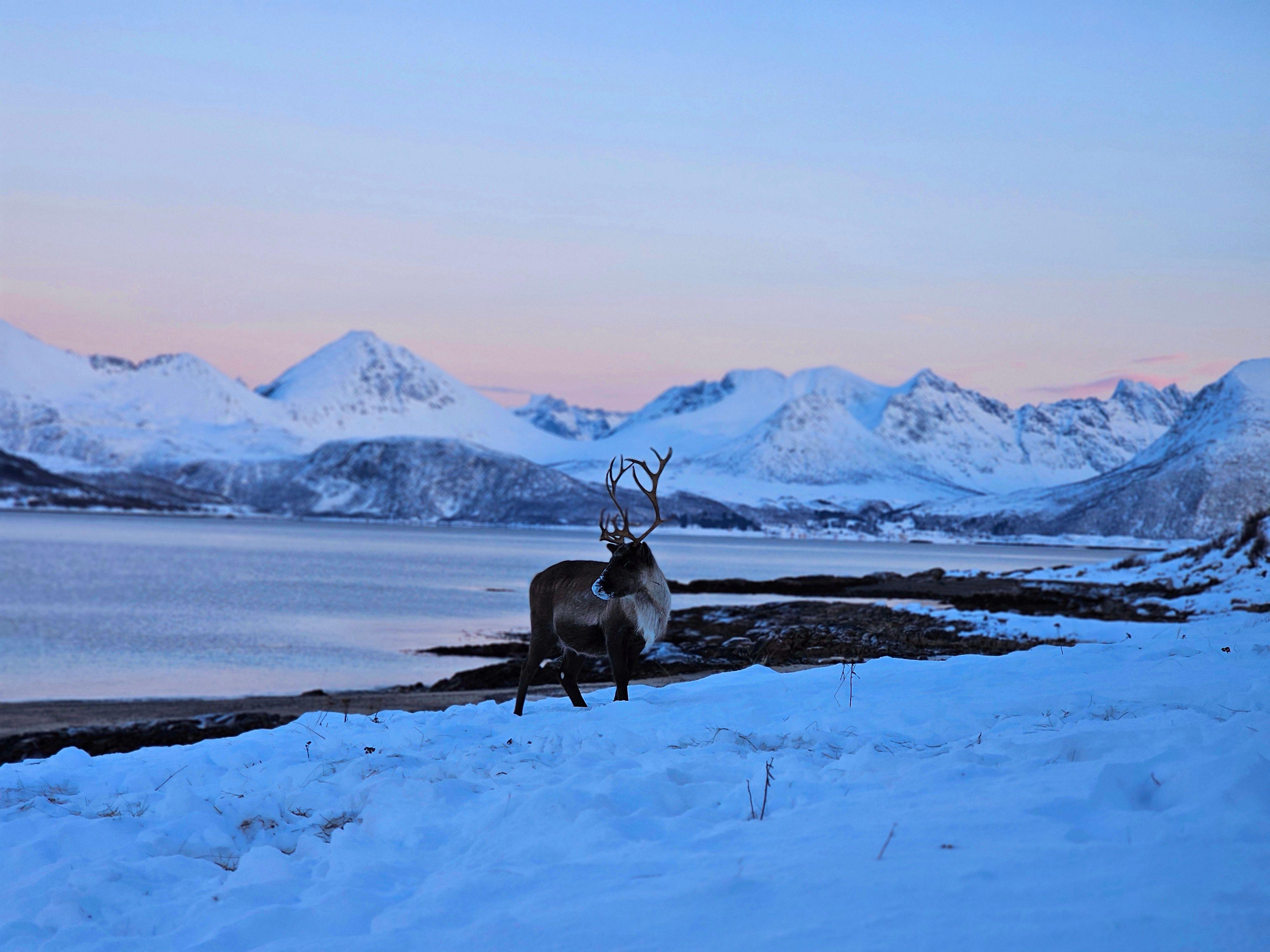 From Tromsø: Sommarøy & Kvaløya Scenic Fjord Tour — Sommarøy island Norway tour photo 1