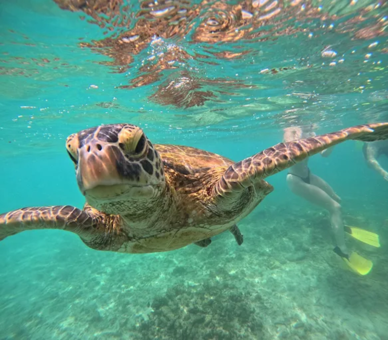 Mirissa Blue Whale Safari & Turtle Snorkeling Adventure