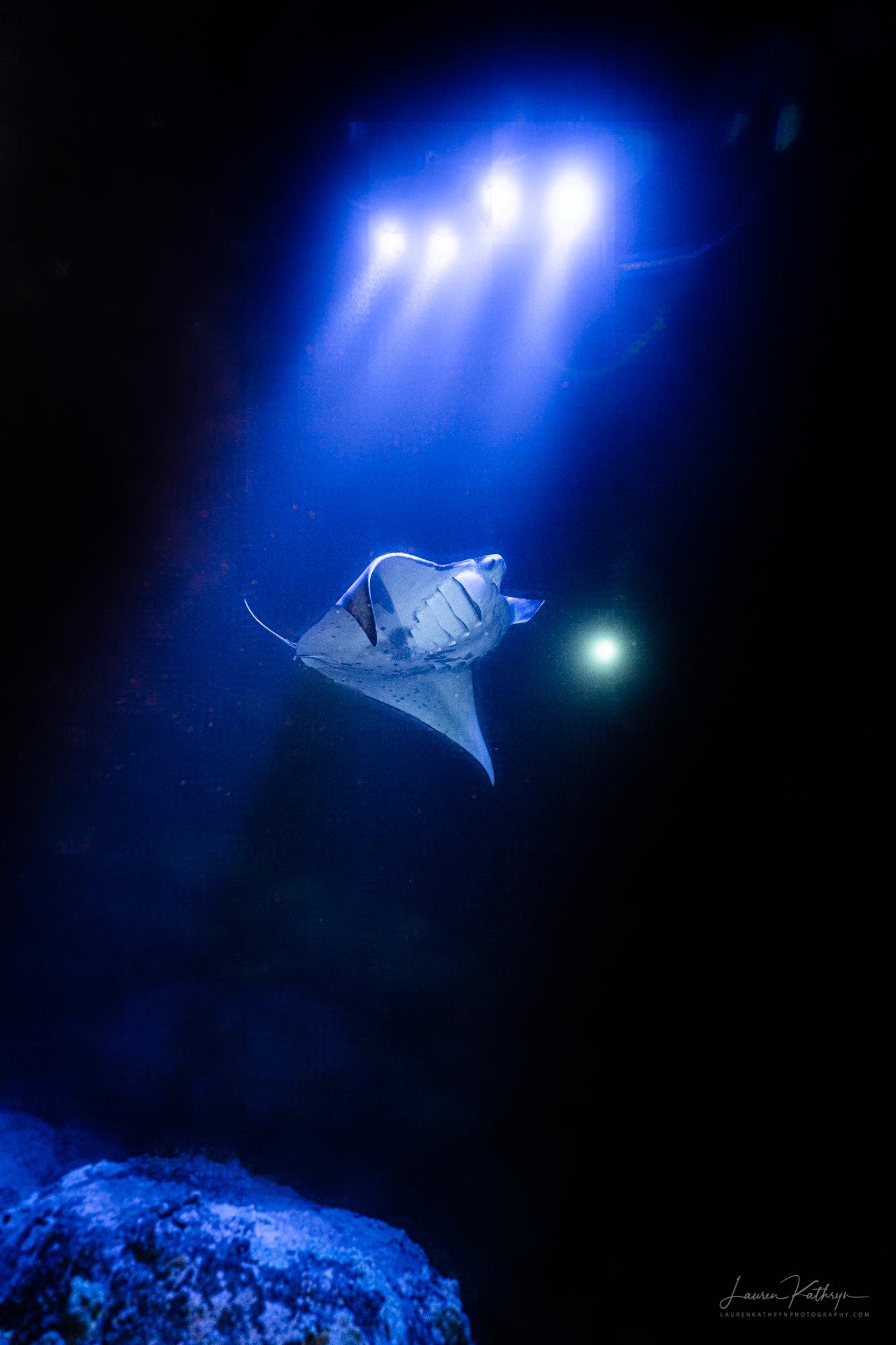 Kailua Kona: Manta Ray Night Snorkel Tour with Guide - 2026 (Verified Reviews)