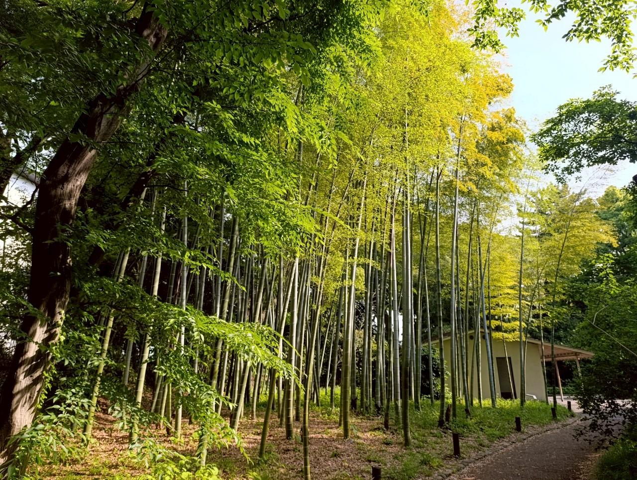 Tokyo Imperial Palace & Shogun History Walking Tour