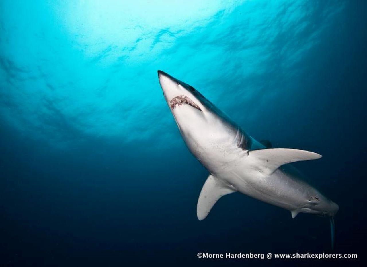 Cape Town Shark Cage Diving Adventure