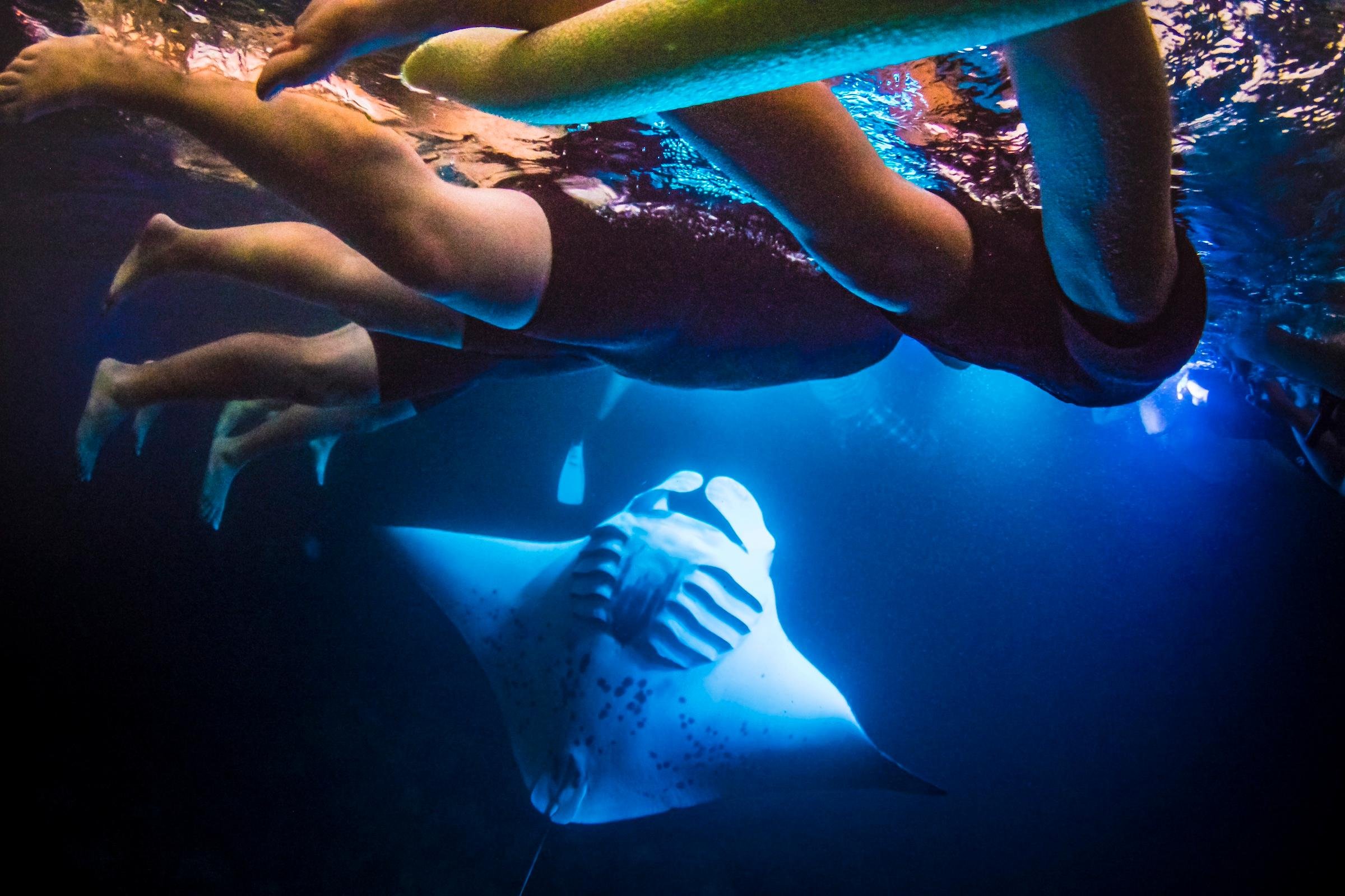 Manta Ray Night Snorkel at Kailua-Kona with Hot Cocoa