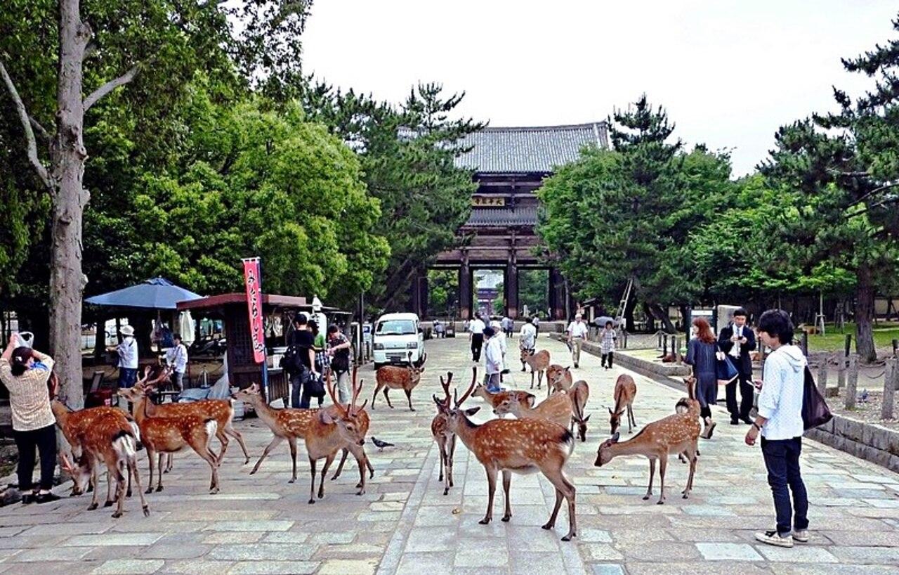 From Osaka: Himeji, Kobe and Nara trip