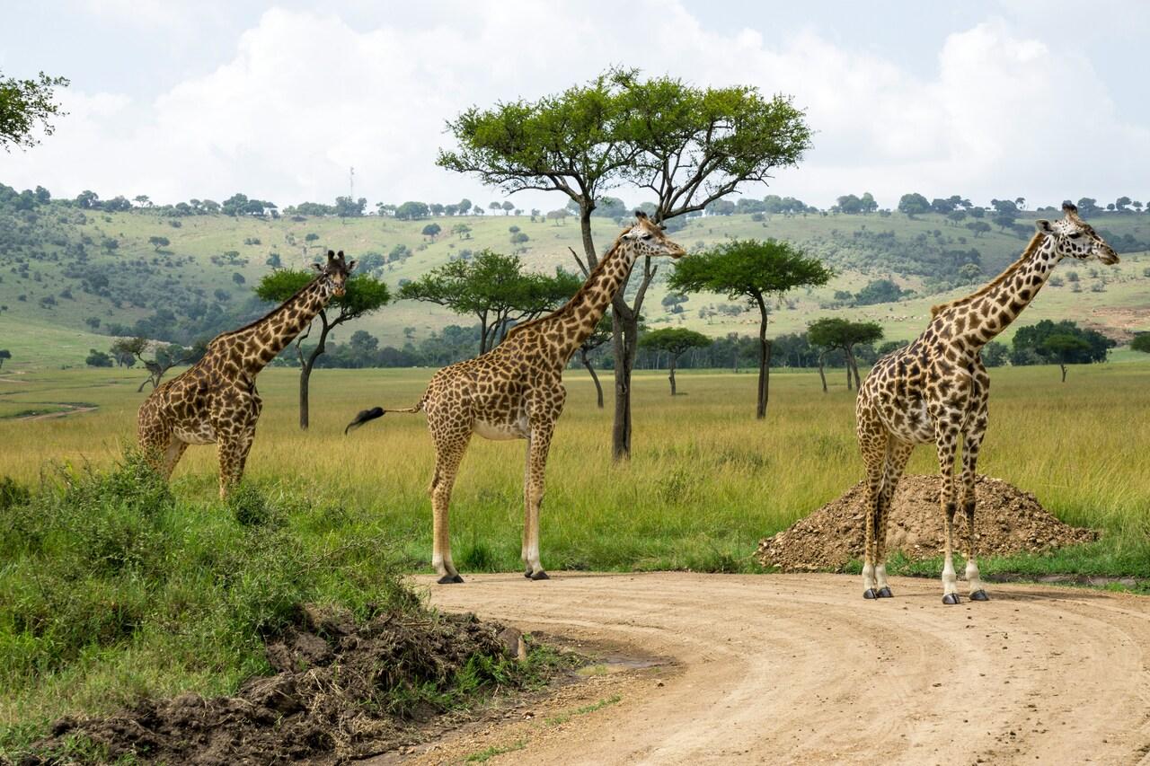 Full-Day Masai Mara Safari from Nairobi