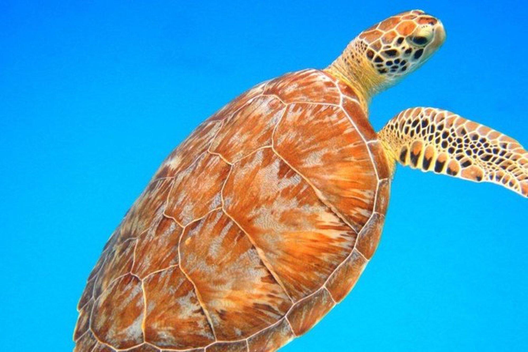 St. Thomas Snorkeling: Two Reefs with In-Water Guide