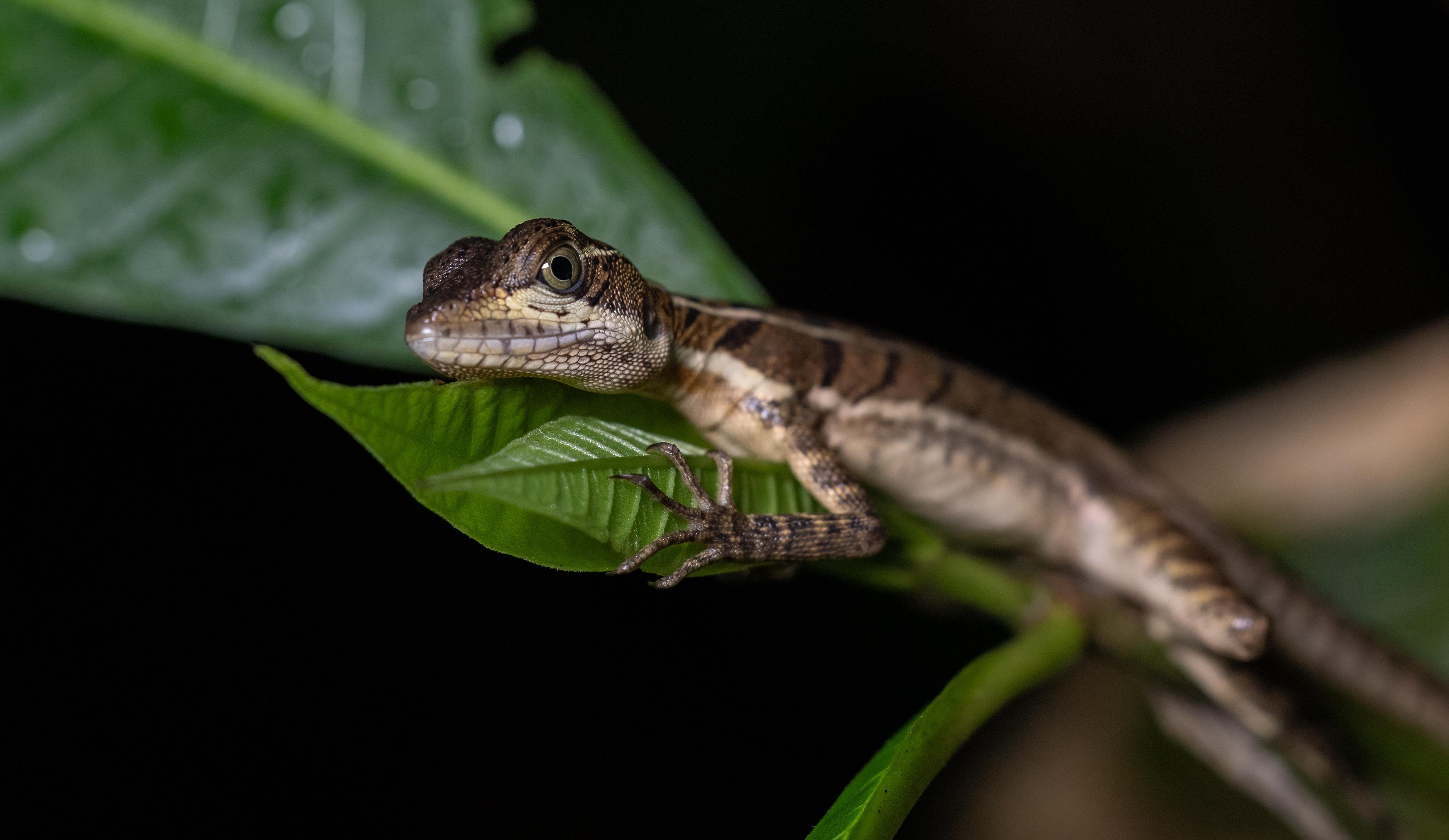 Manuel Antonio Night Wildlife Walk with Expert Naturalist
