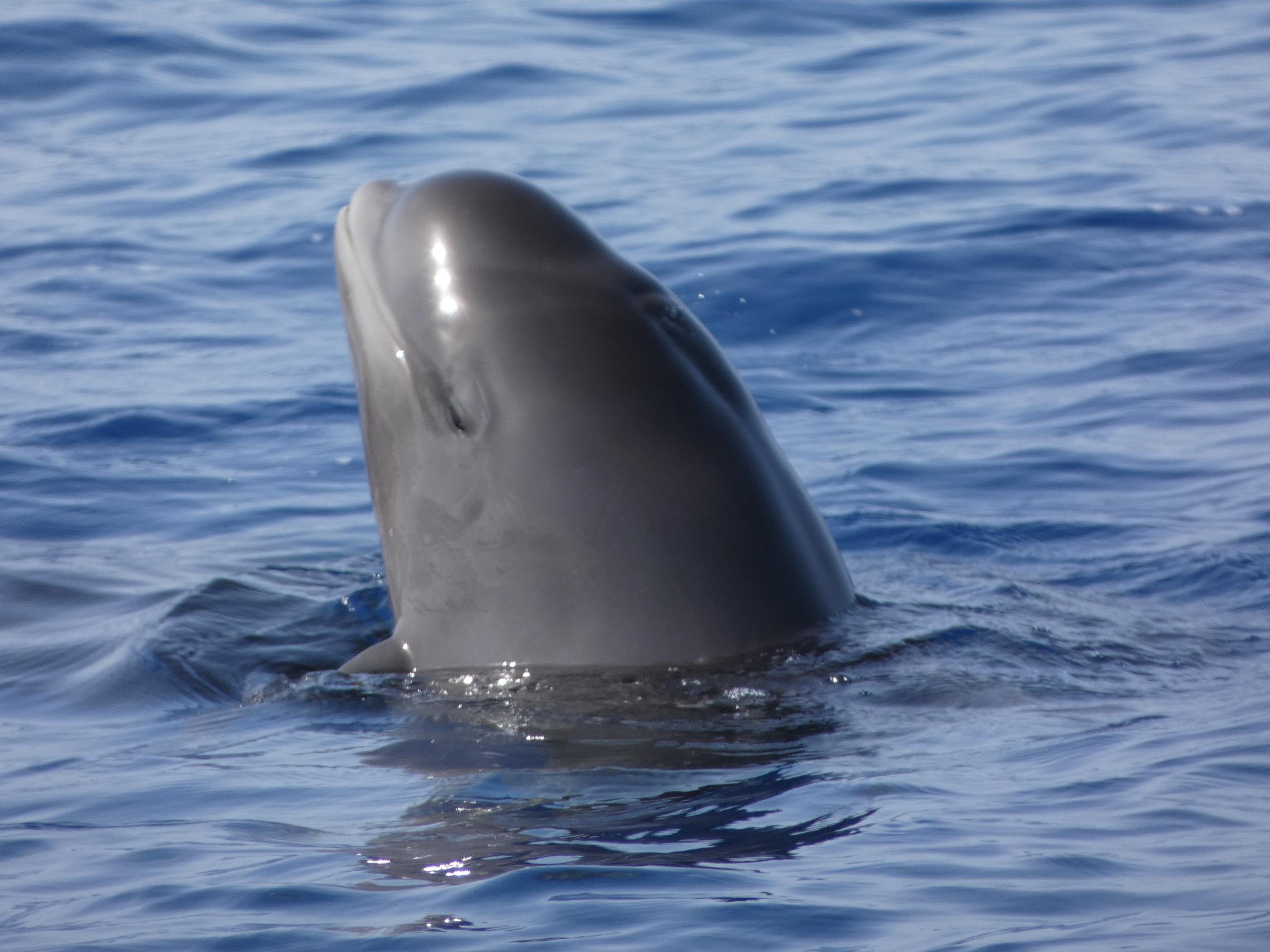 Tenerife Eco-Friendly Whale & Dolphin Catamaran Safari