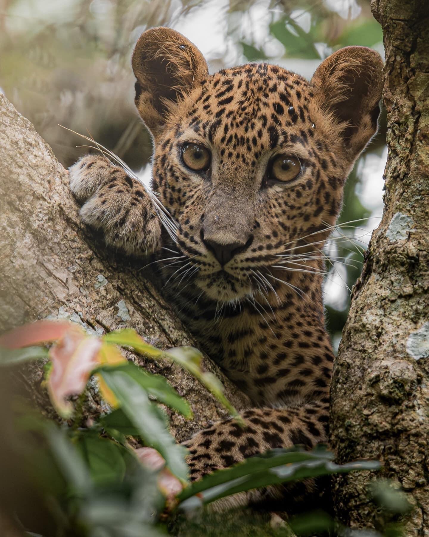 Full-Day Wilpattu National Park Safari Adventure