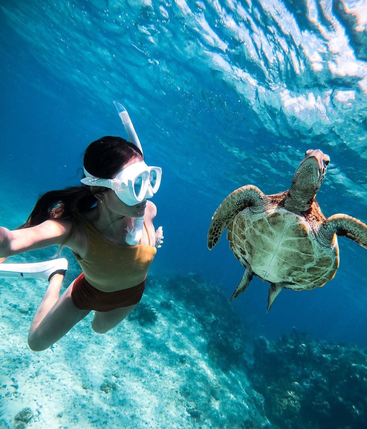 Bohol Dolphin Watching & Sea Turtle Snorkeling Tour