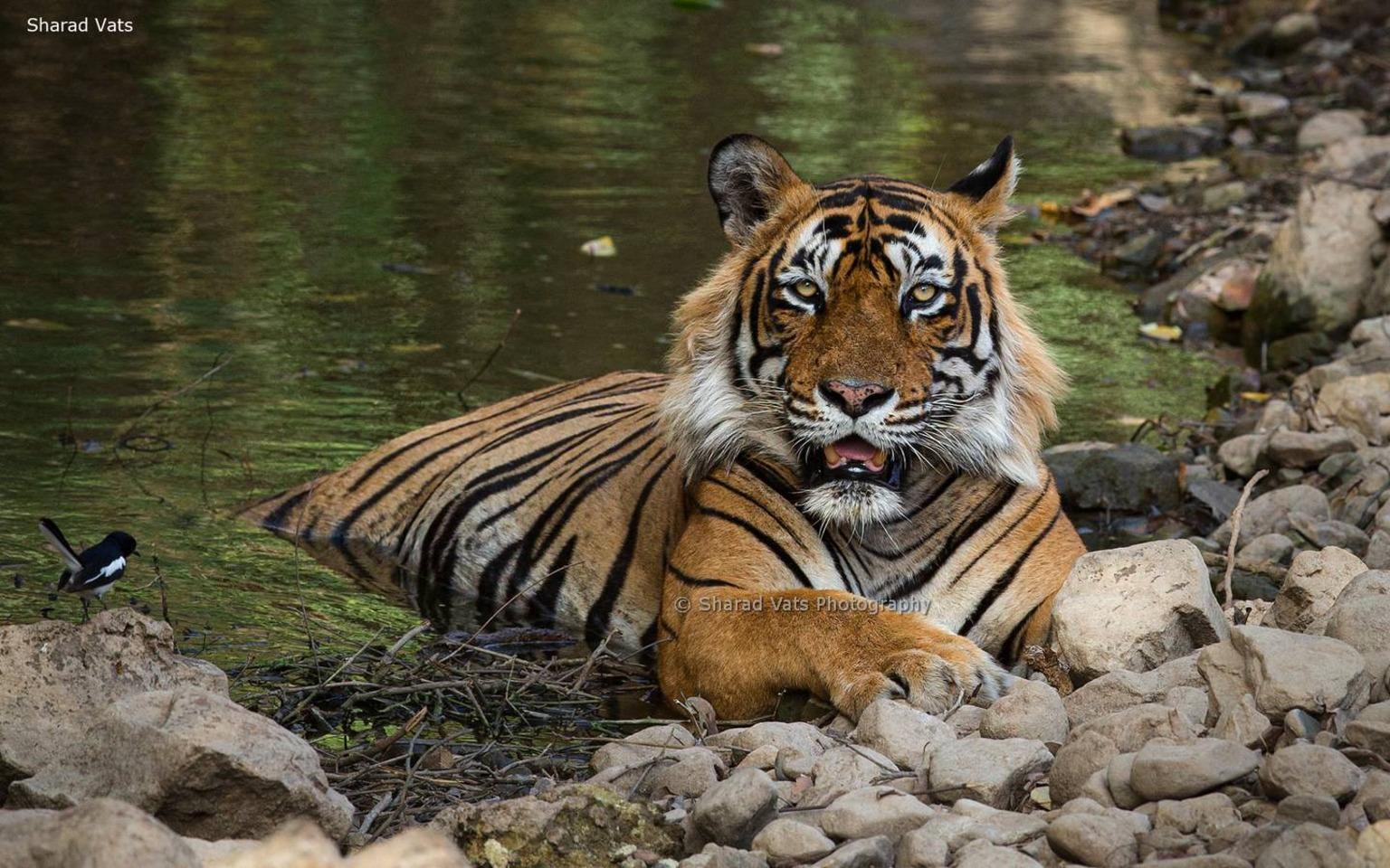 6-Day Golden Triangle & Ranthambore Tiger Safari