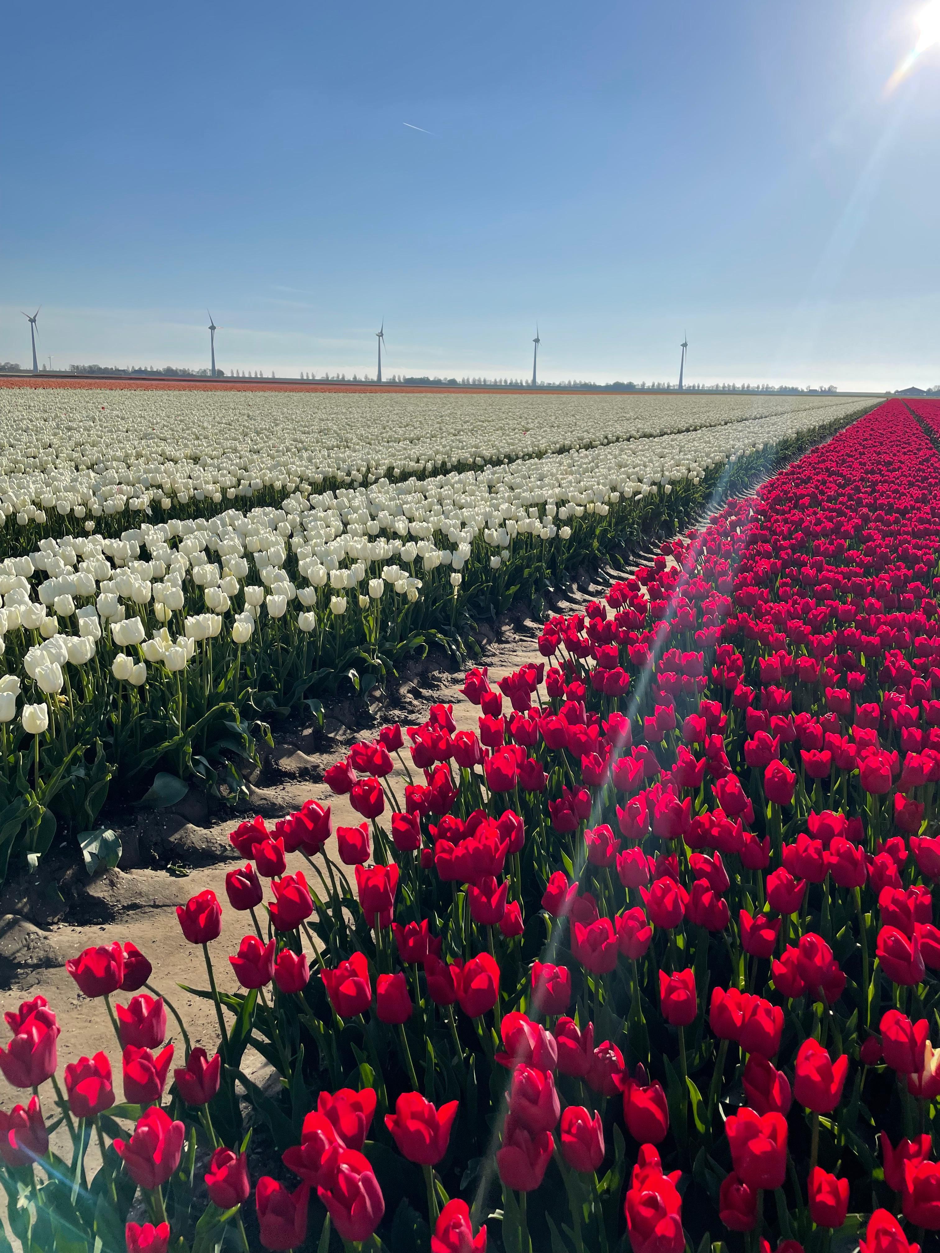 Private Keukenhof & Tulip Fields Tour from Amsterdam