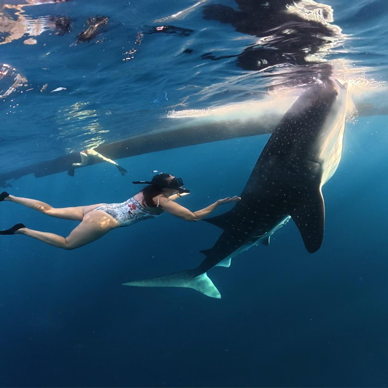 2-Day Whale Shark Encounter in Saleh Bay