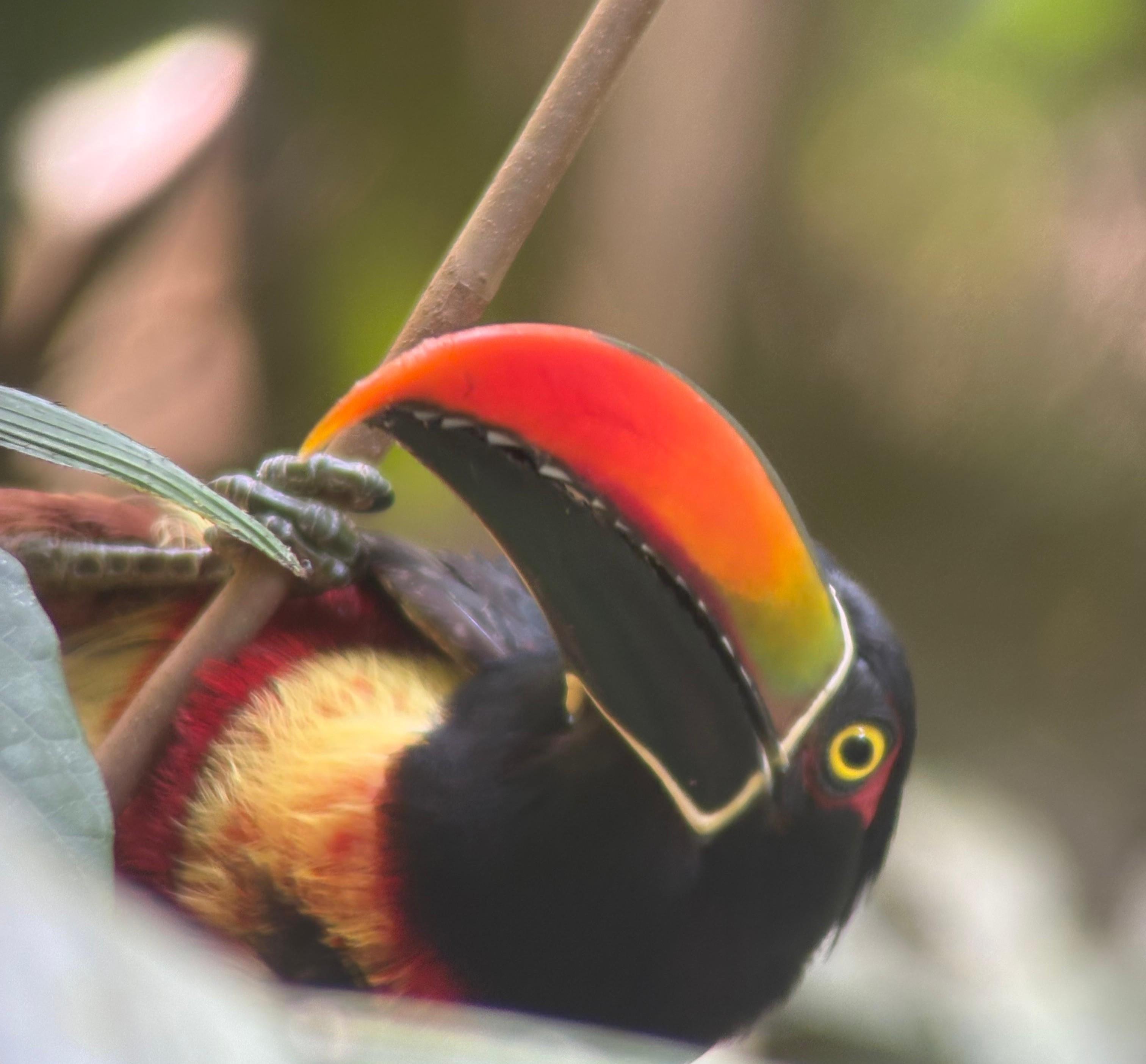 Manuel Antonio National Park: Expert-Guided Wildlife Hike