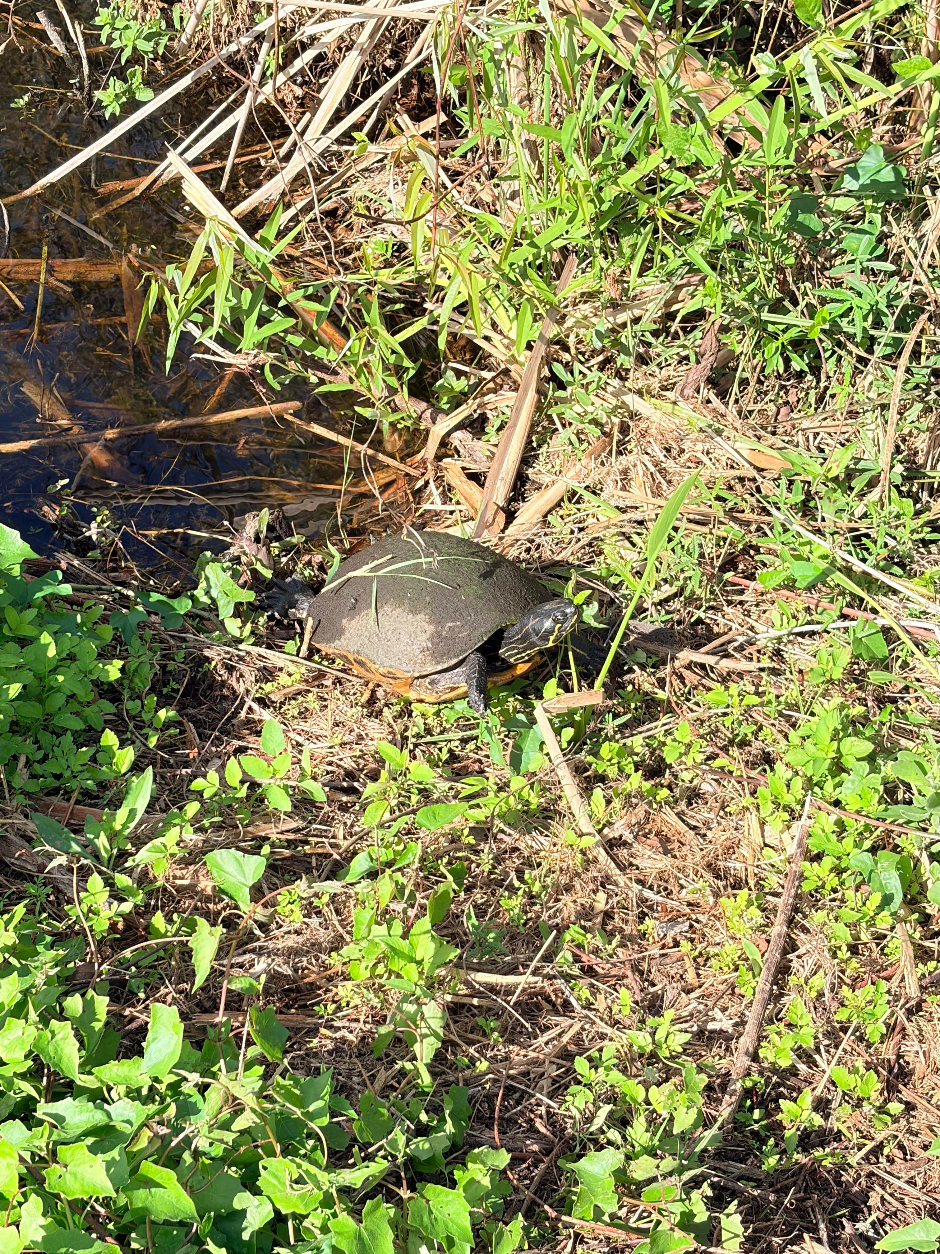 Everglades E-Bike & Wildlife Expedition from Miami