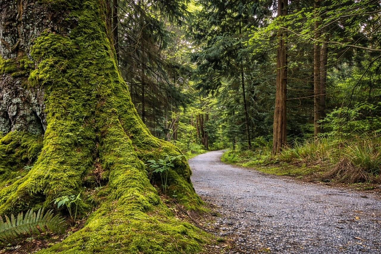 Vancouver & North Shore Scenic Small-Group EV Tour