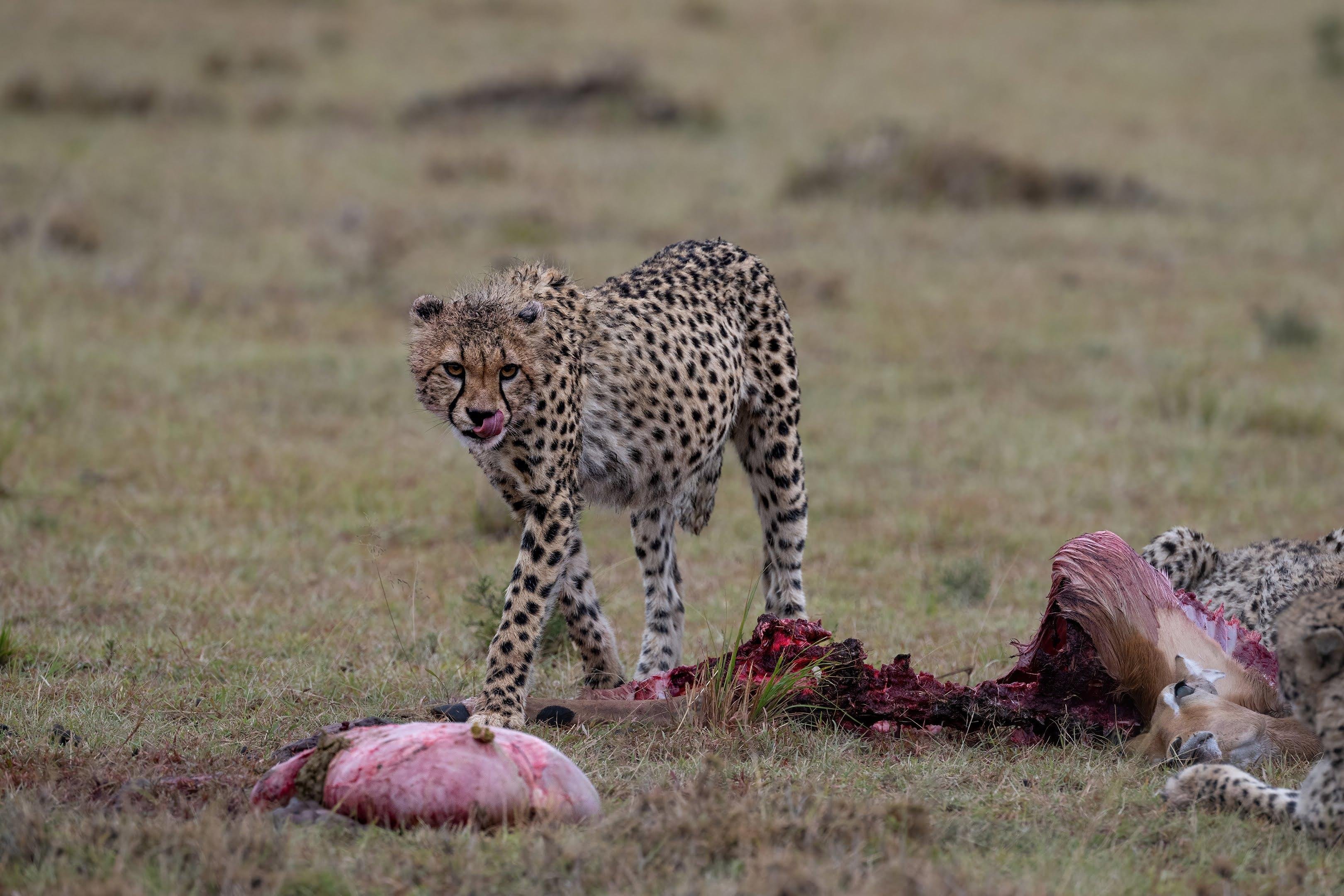 Maasai Mara Express: 1-Day Safari from Nairobi