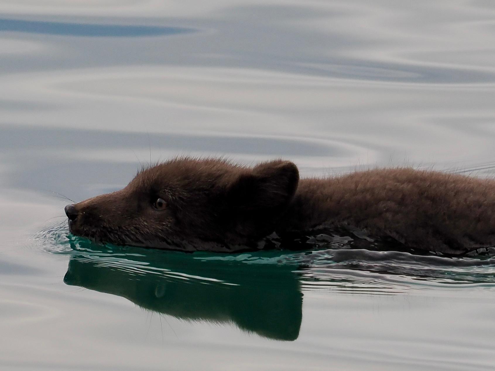 Arctic Wildlife Photography Expedition