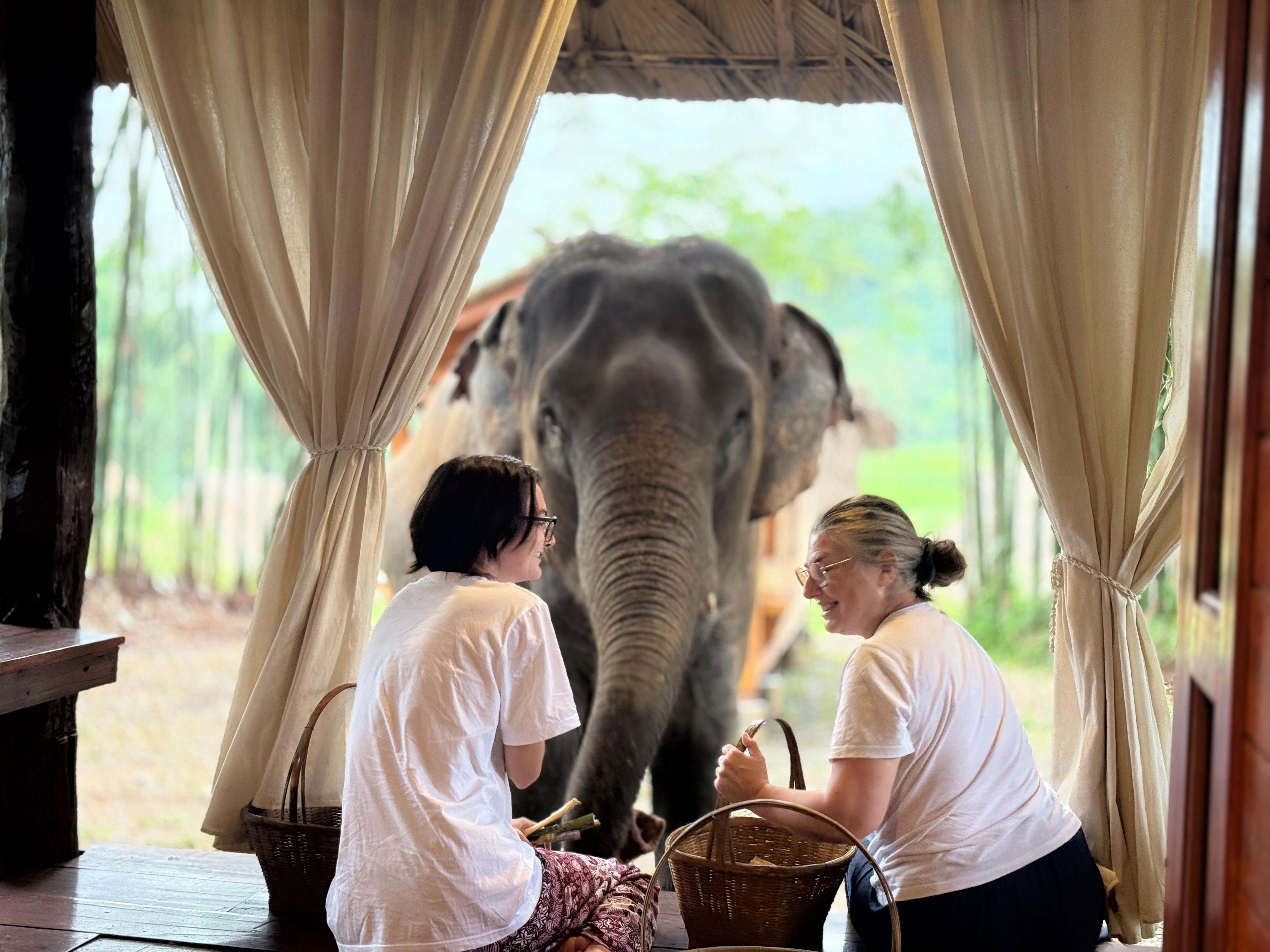 Chiang Mai 2-Day: Good Morning Elephant & Overnight Homestay