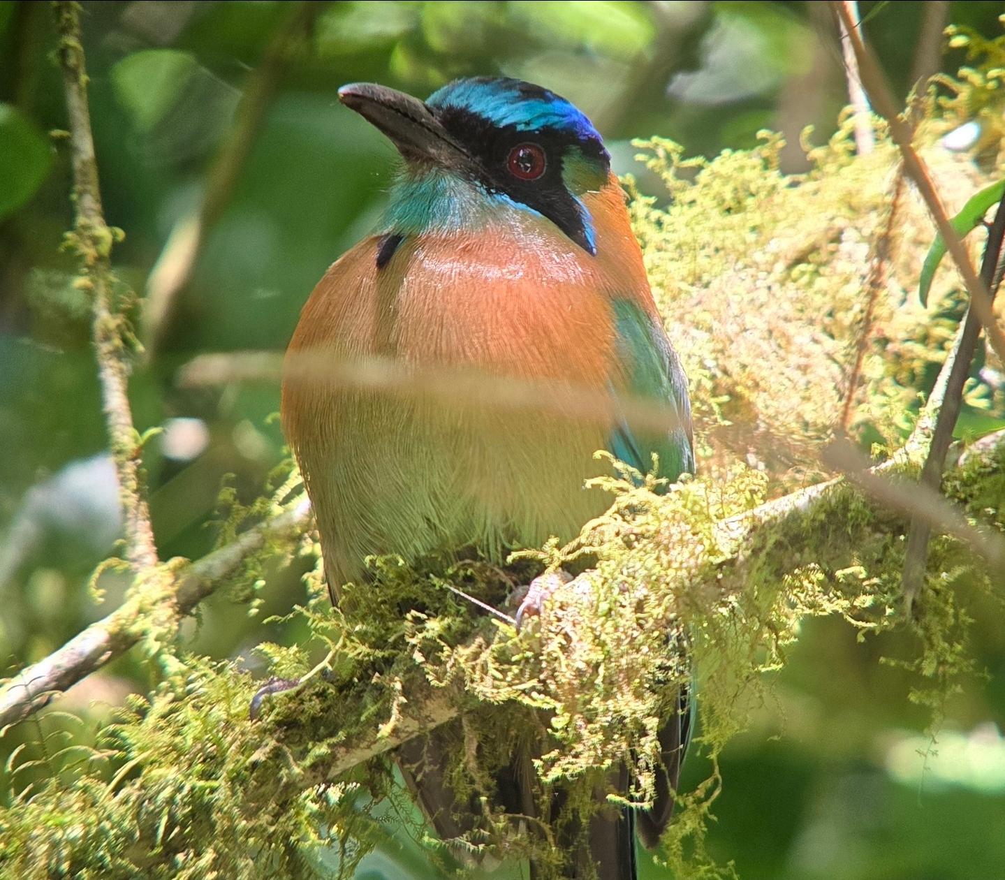 Monteverde Cloud & Transitional Forest Guided Walk