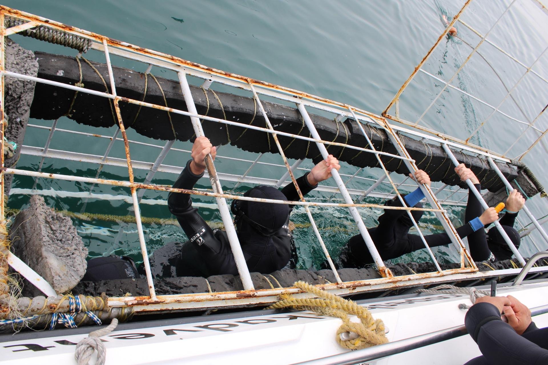 Private Shark Cage Diving Day Tour from Cape Town