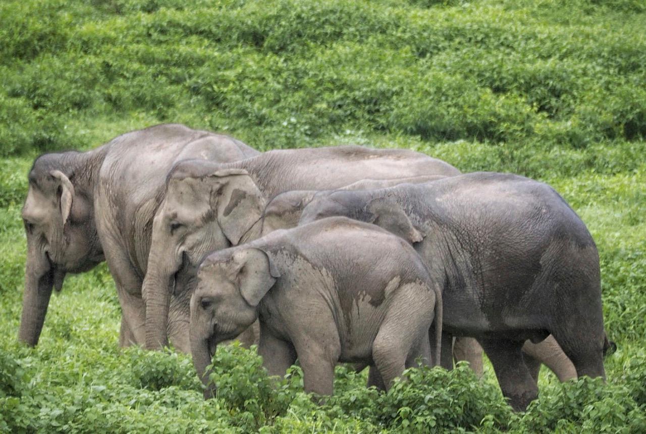 Kui Buri Wild Elephant Safari