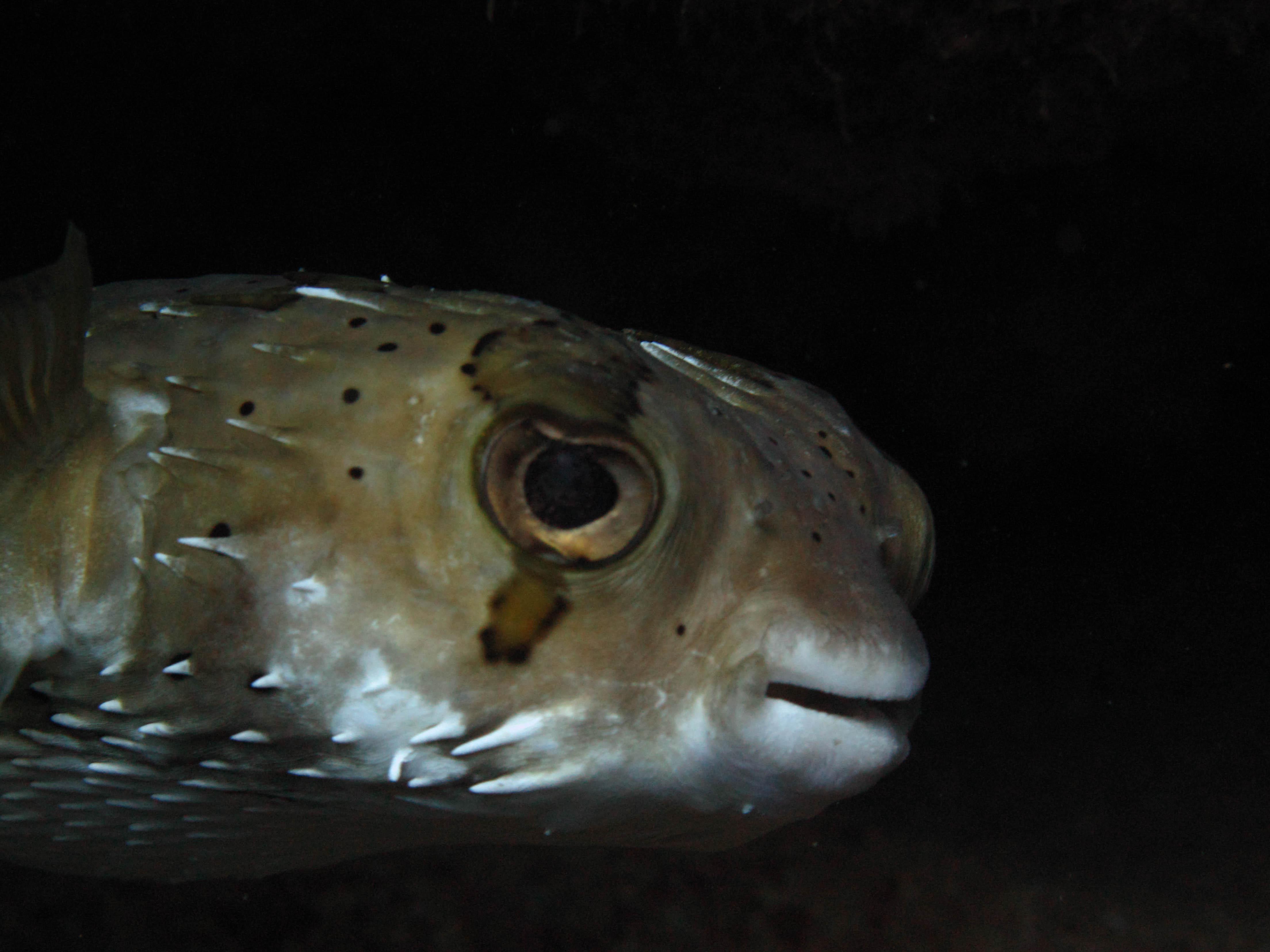 Cabo San Lucas Marine Park: Two-Tank Scuba Diving Adventure