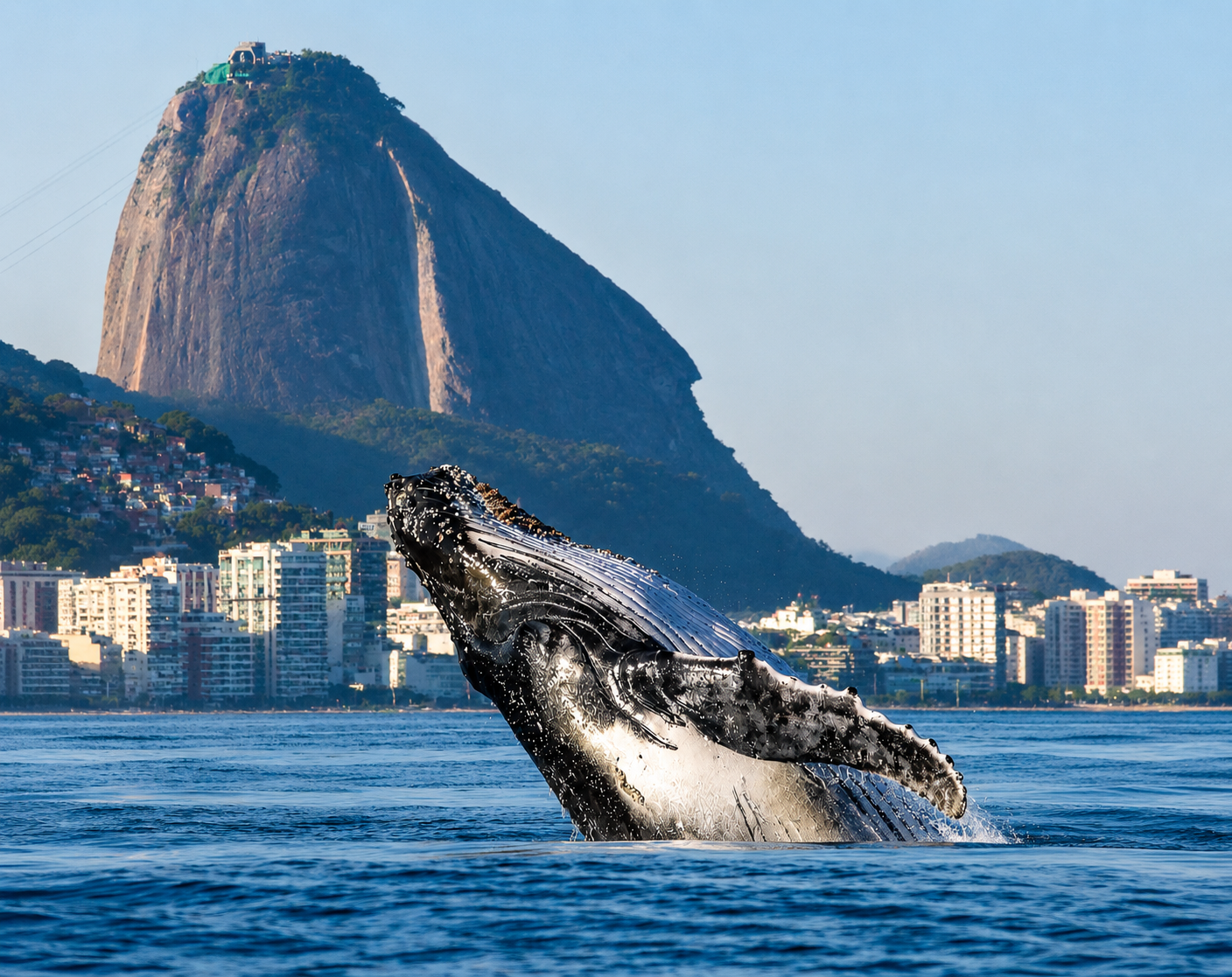 Rio Tijuca Islands: Snorkeling & Whale Watching Boat Tours