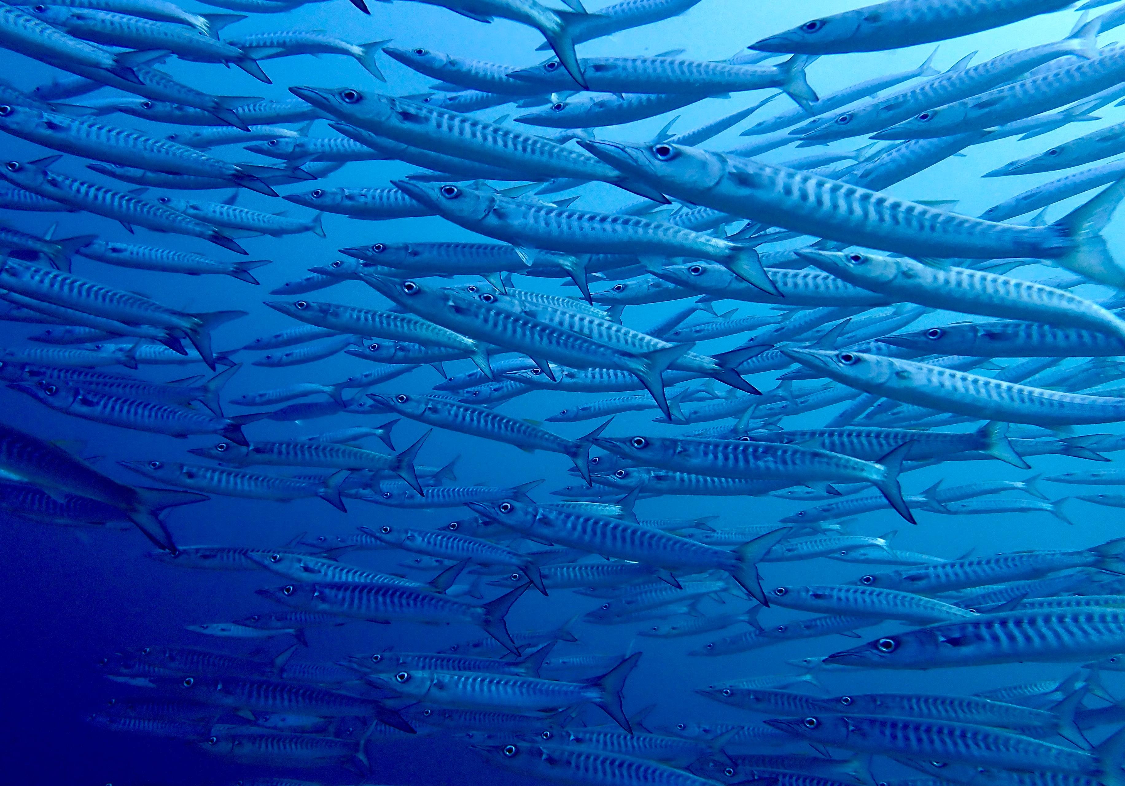 Phi Phi PADI Discover Scuba: 2-Dive Beginner Experience
