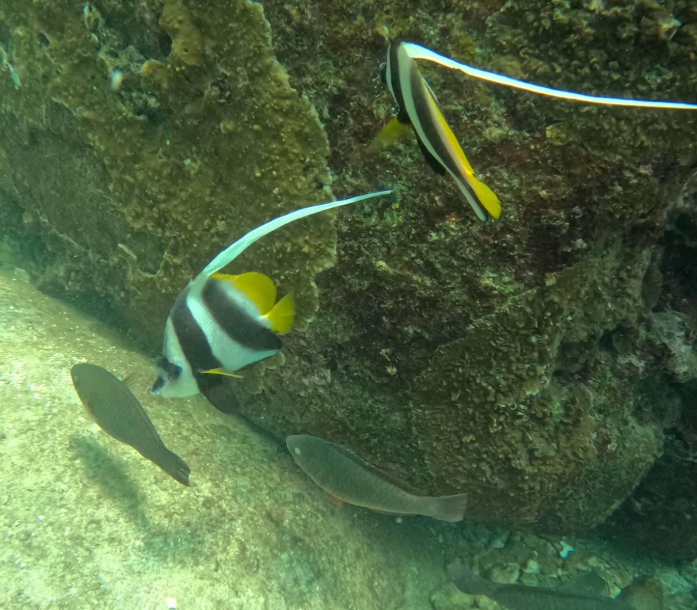 Koh Samui VIP Snorkeling Expedition: Koh Tao & Koh Nang Yuan