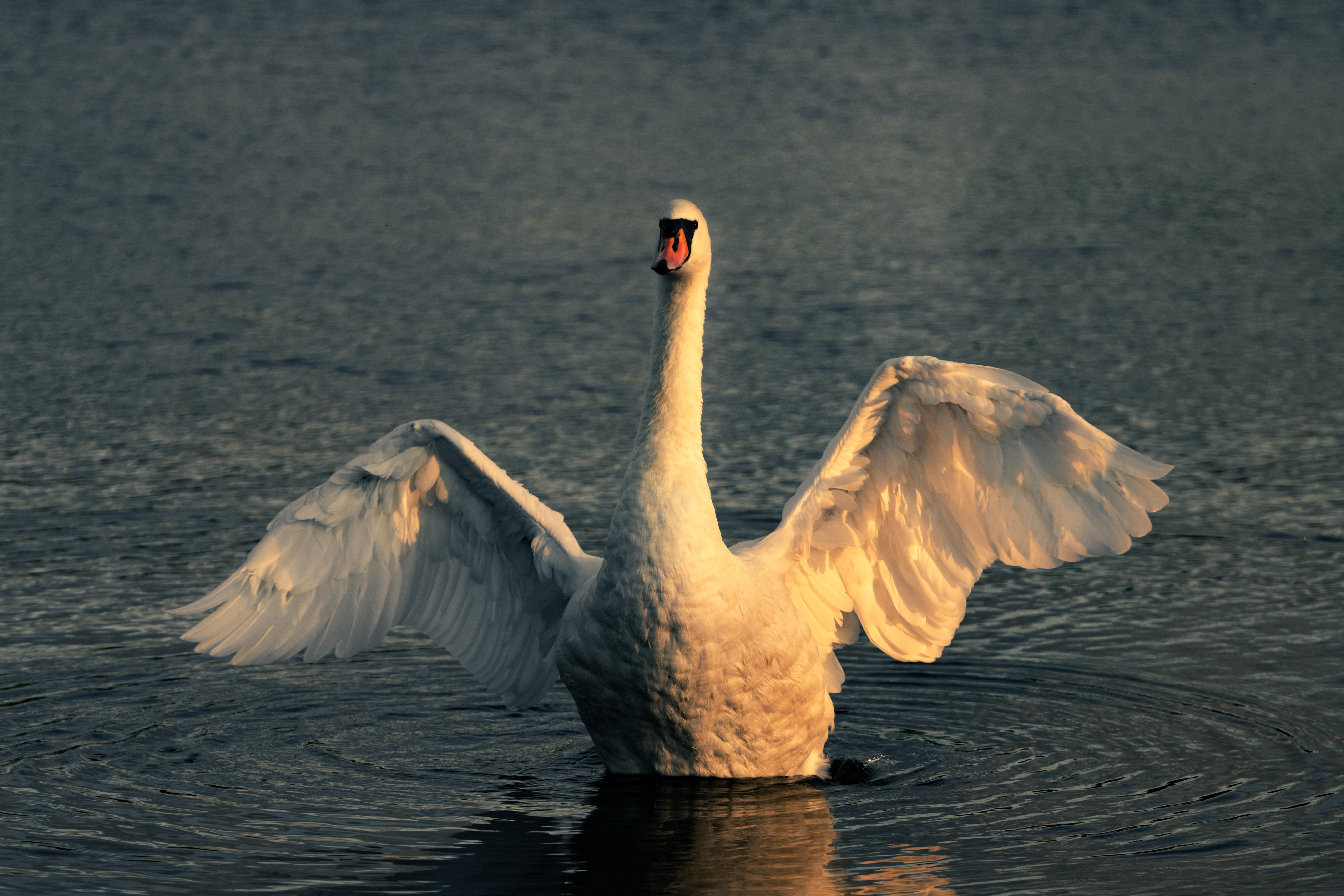 Sunset Wildlife Photography Workshop in Richmond Park