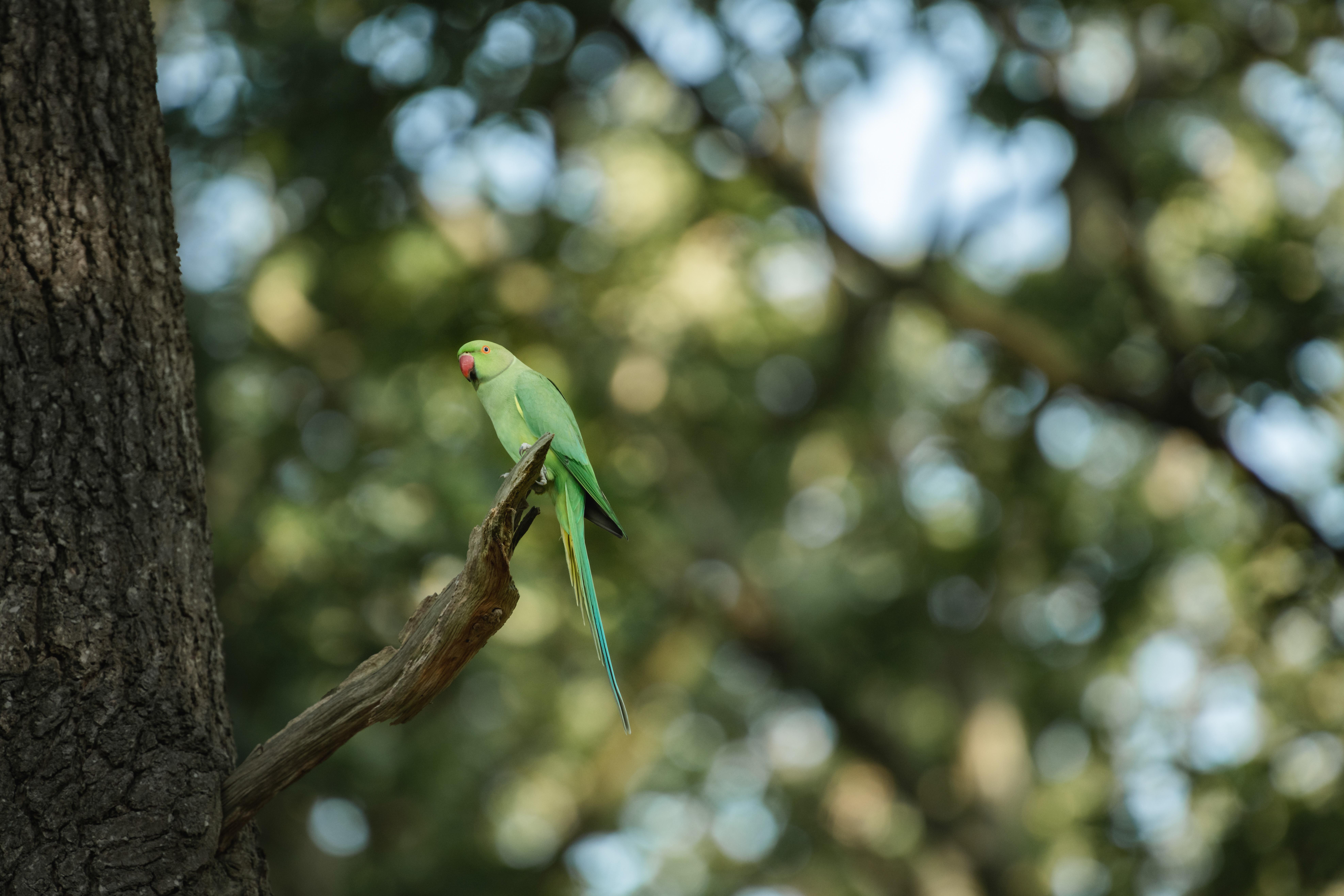 Sunset Wildlife Photography Workshop in Richmond Park