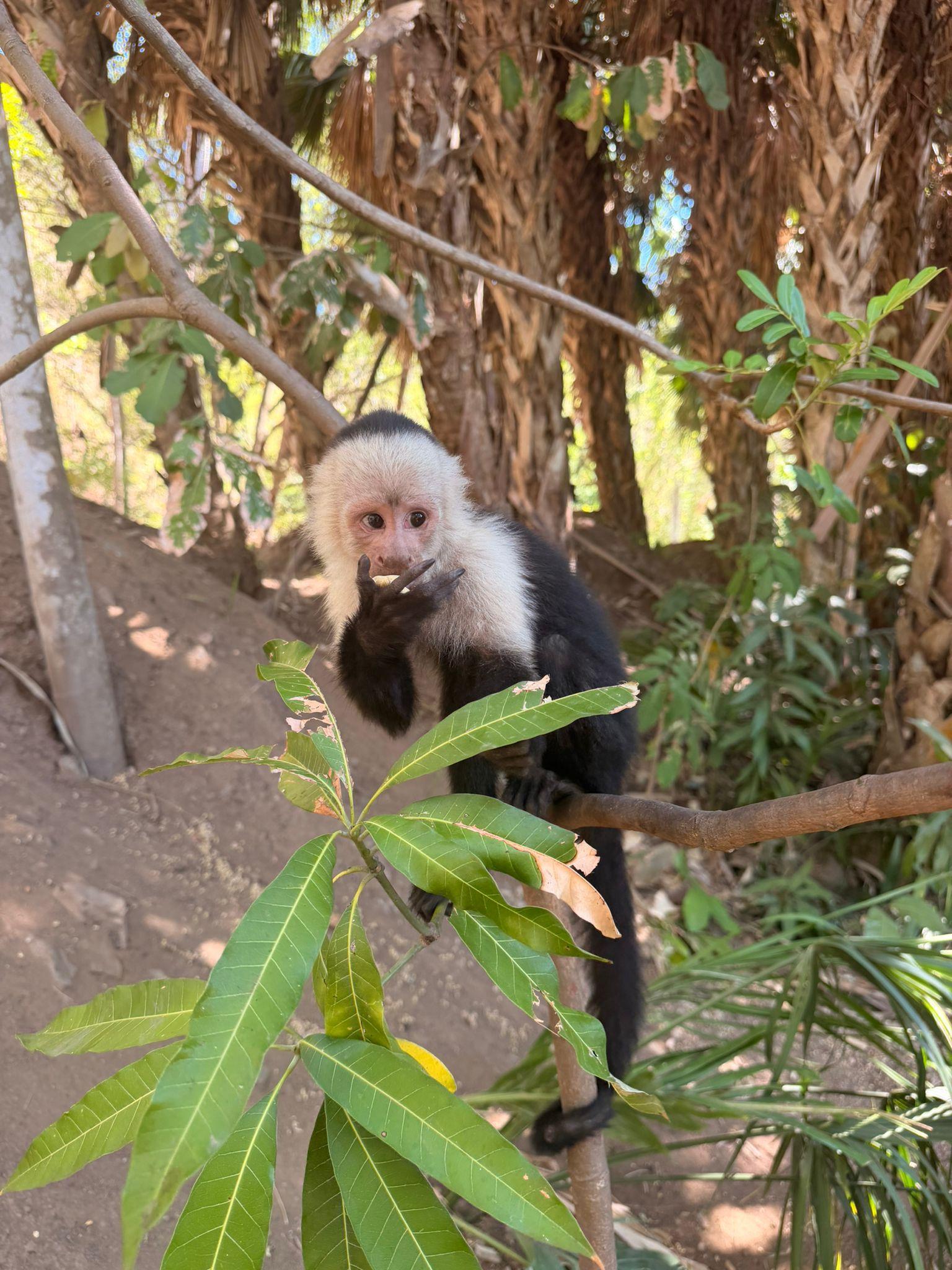 Jacó Wildlife & Culture Tour: Monkeys, Crocodiles & Traditional Lunch