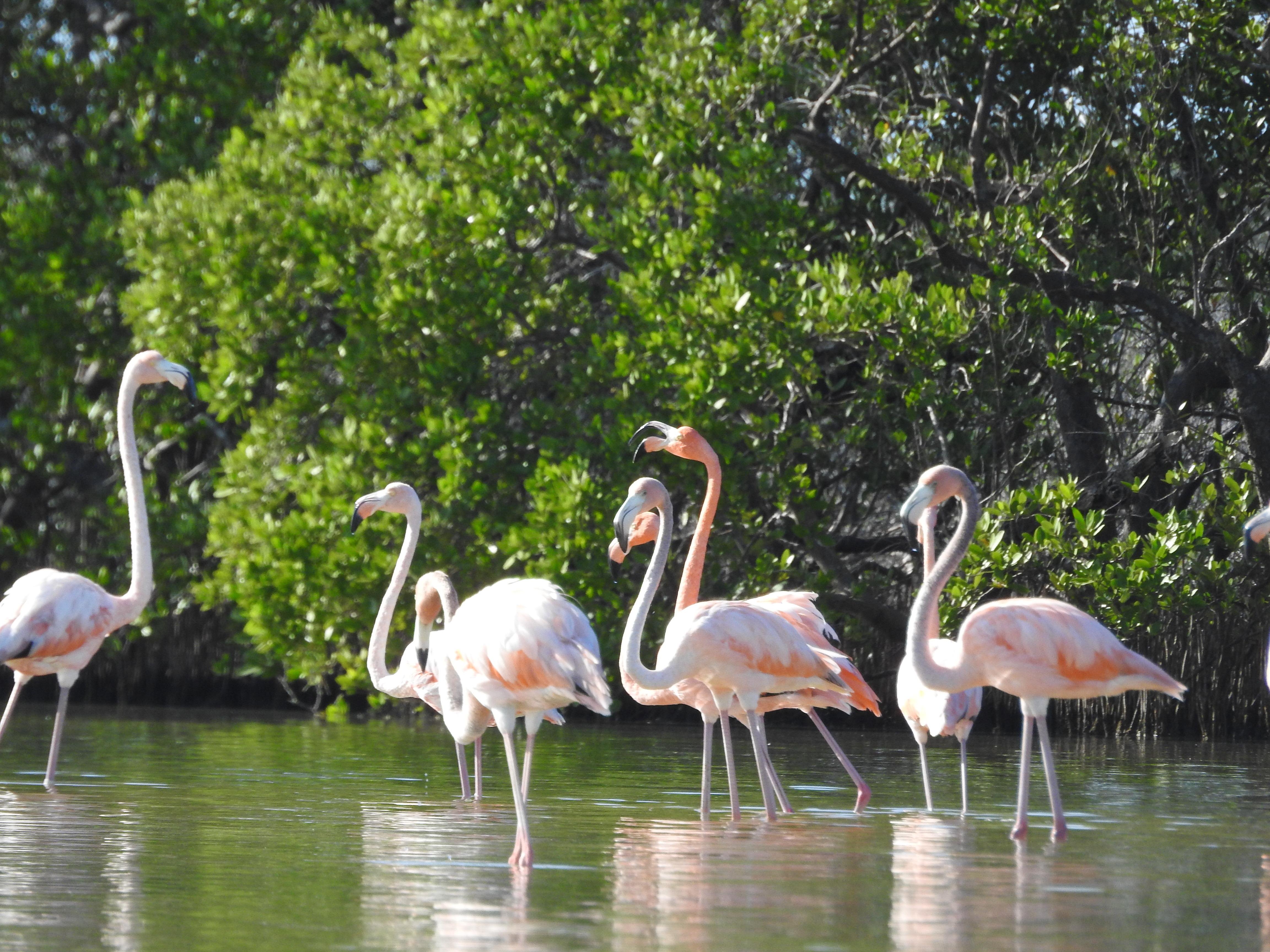 Holbox Sunrise Kayak & Mangrove Exploration