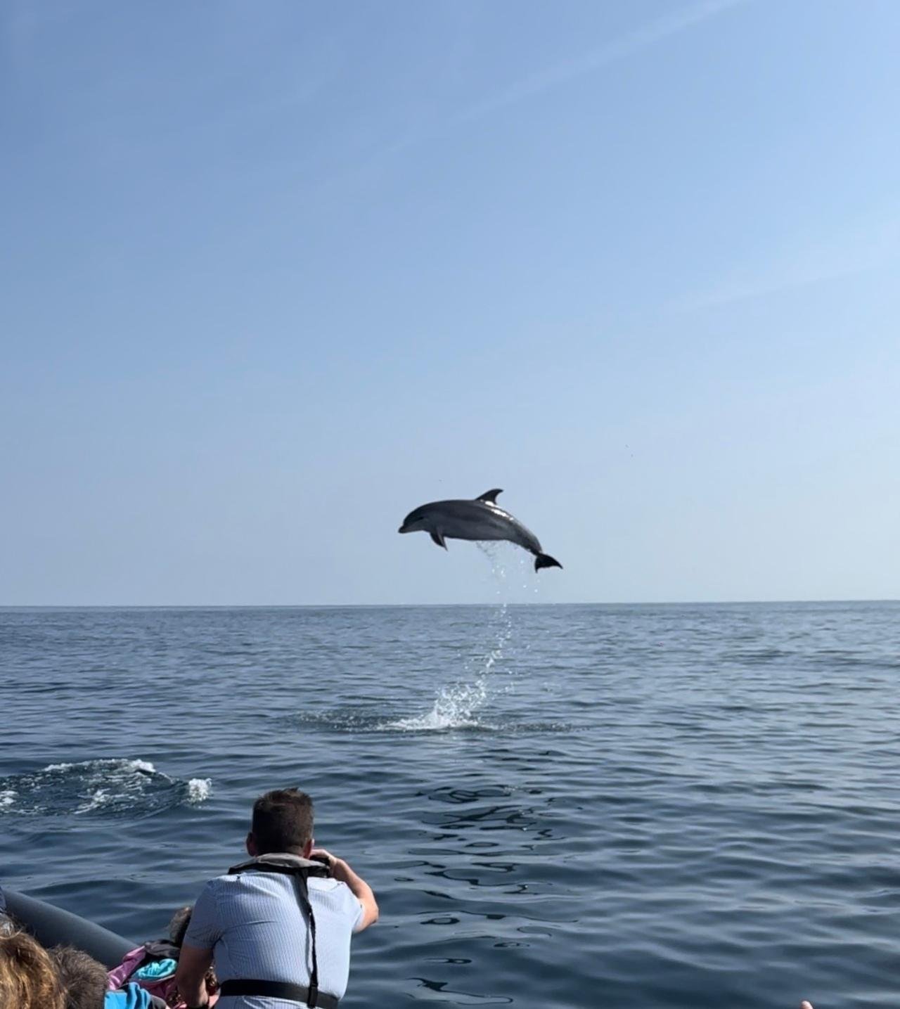 Atlantic Dolphin & Wildlife Expedition from Faro
