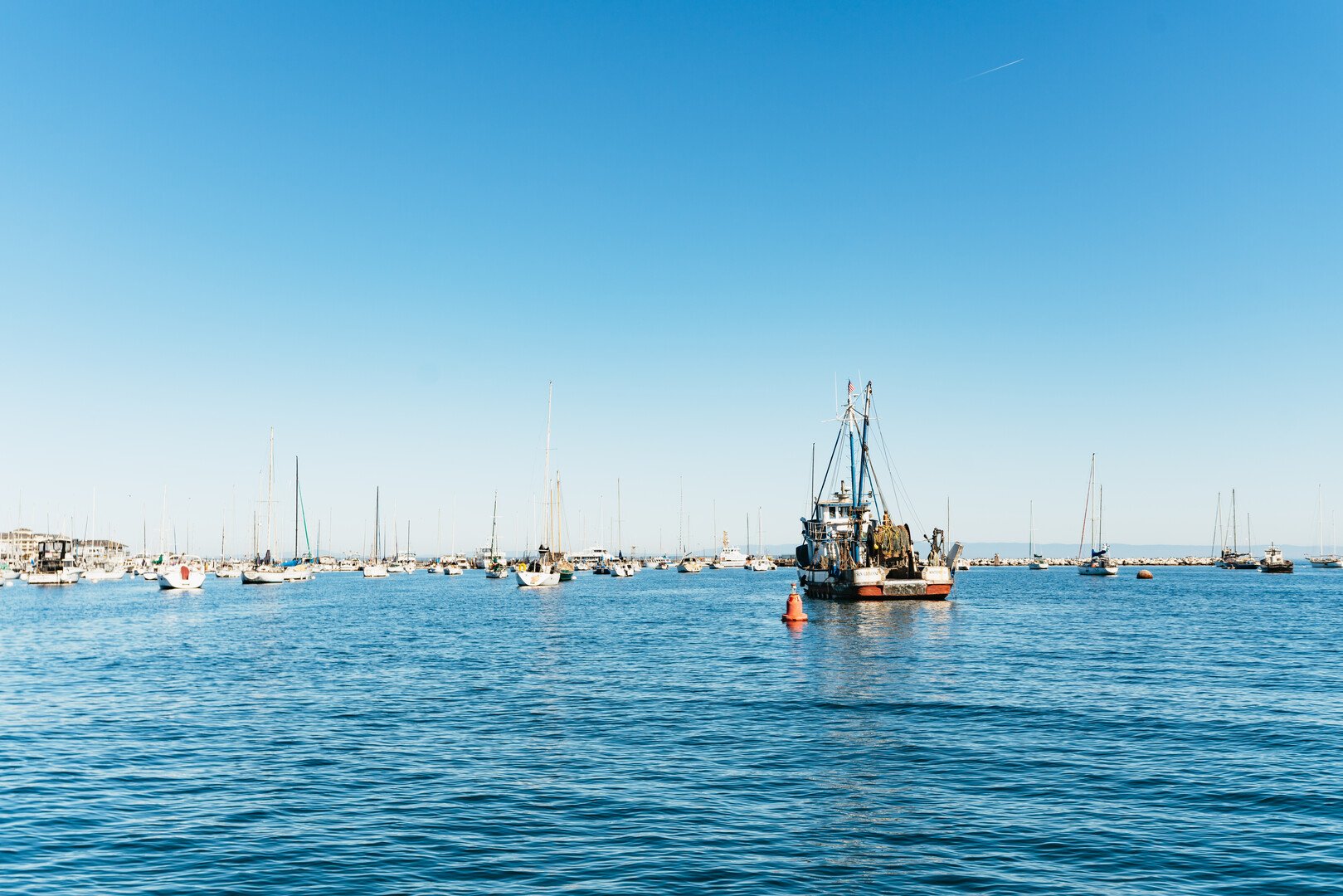 Monterey Bay whale watching tour — whales and marine wildlife — image 7