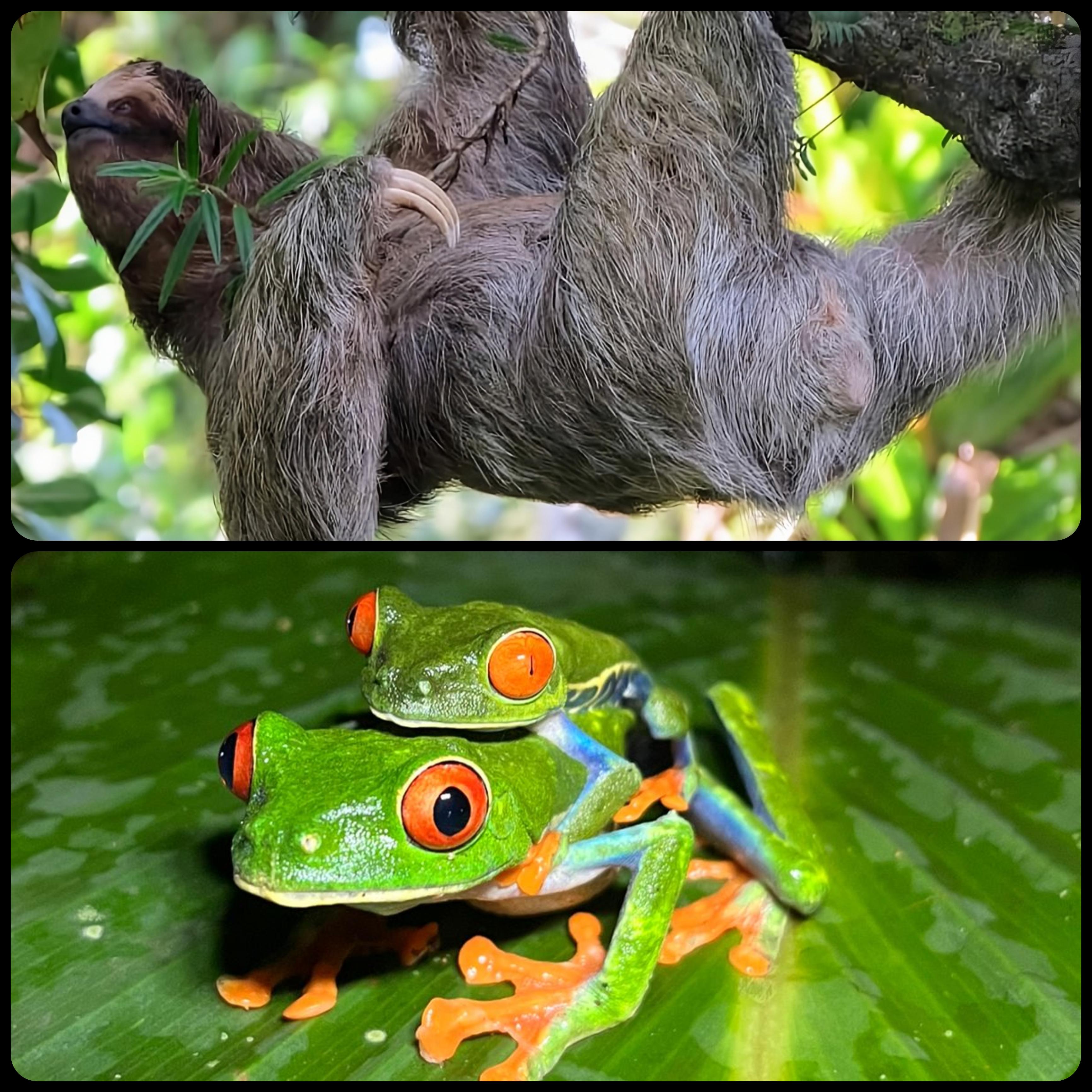Sloth Spotting & Nocturnal Rainforest Walk Combo