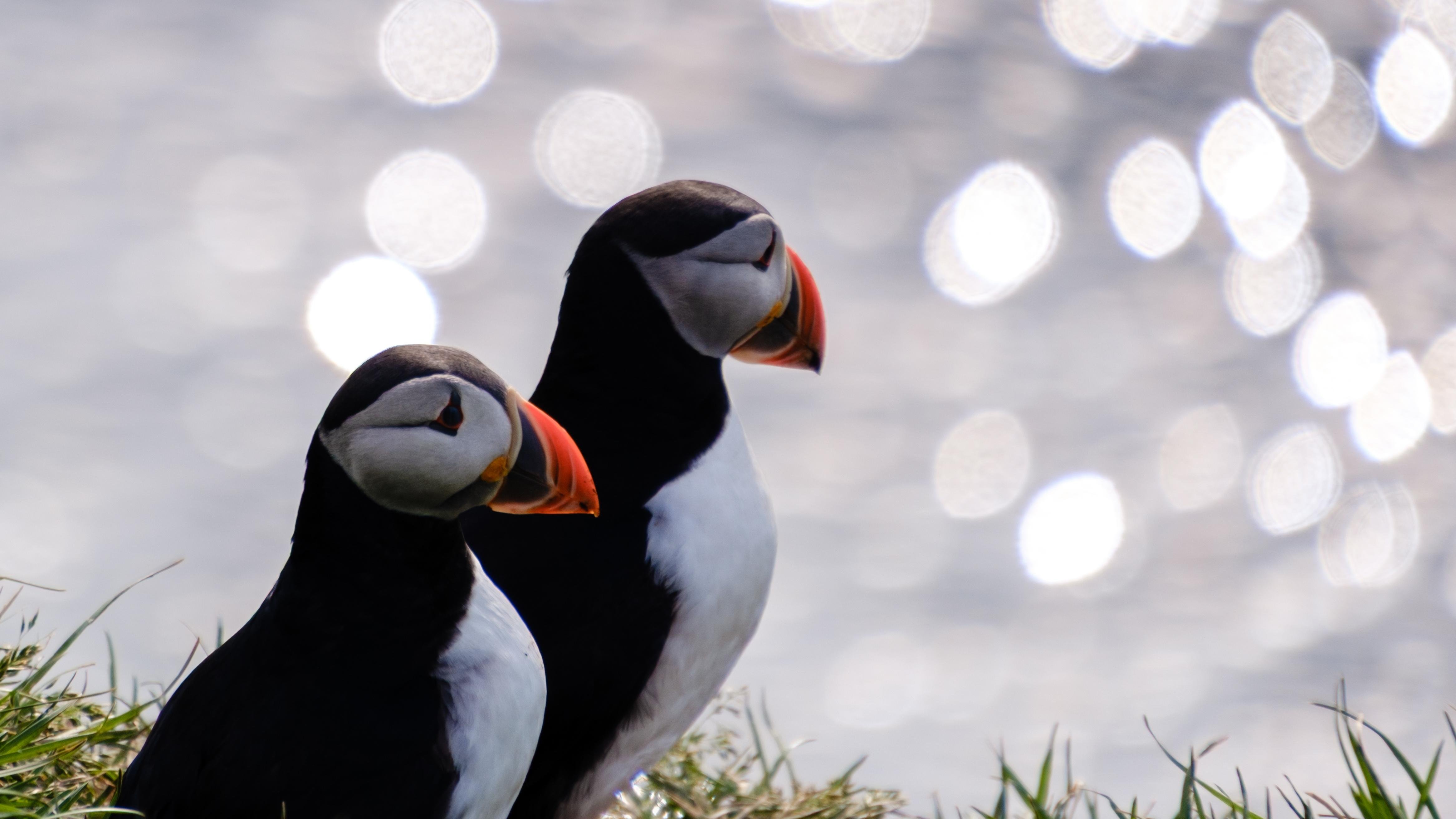 Puffins, Reindeer & Waterfalls of Seyðisfjörður