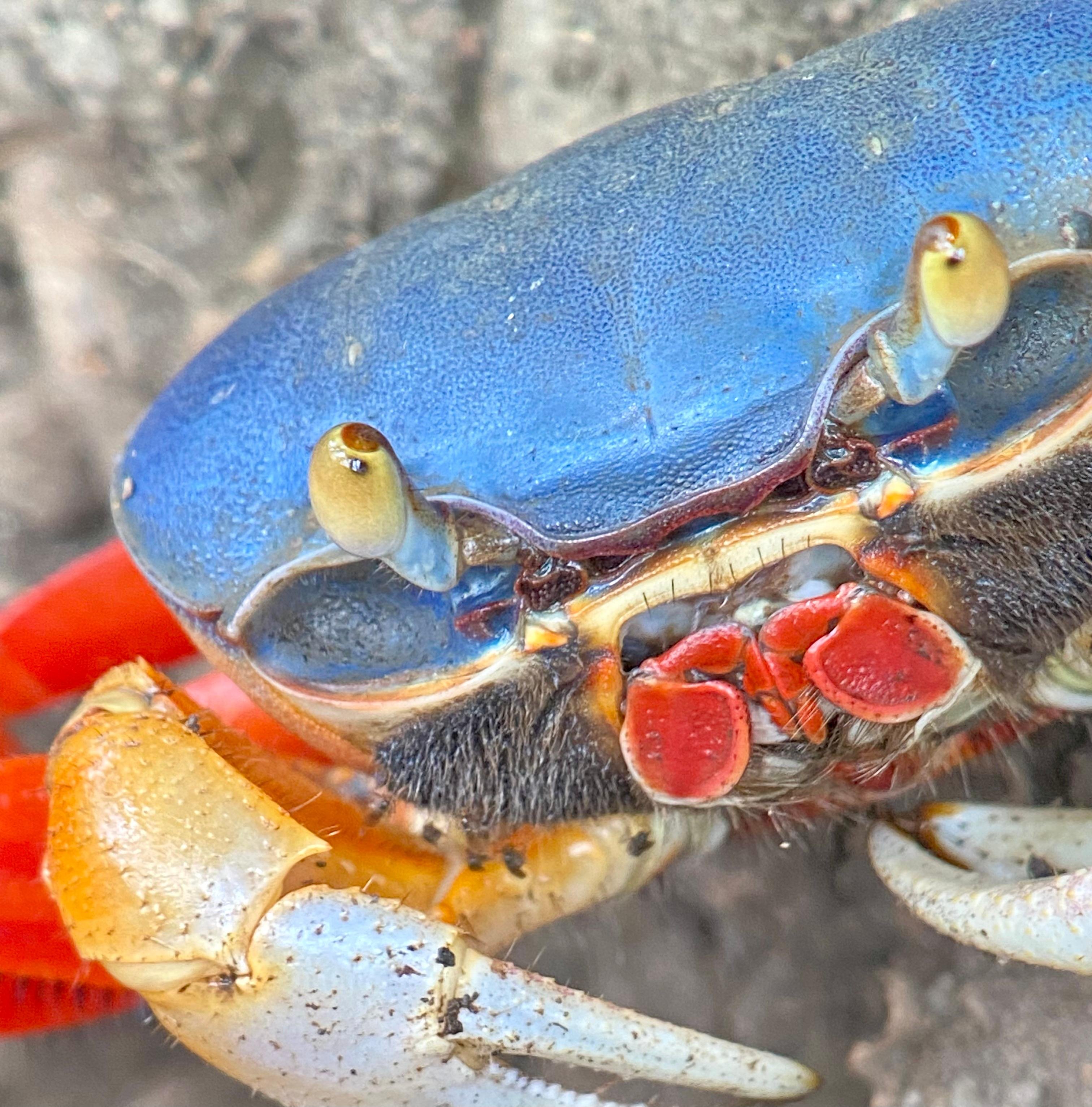 Manuel Antonio National Park: Naturalist-Led Wildlife Walking Tour