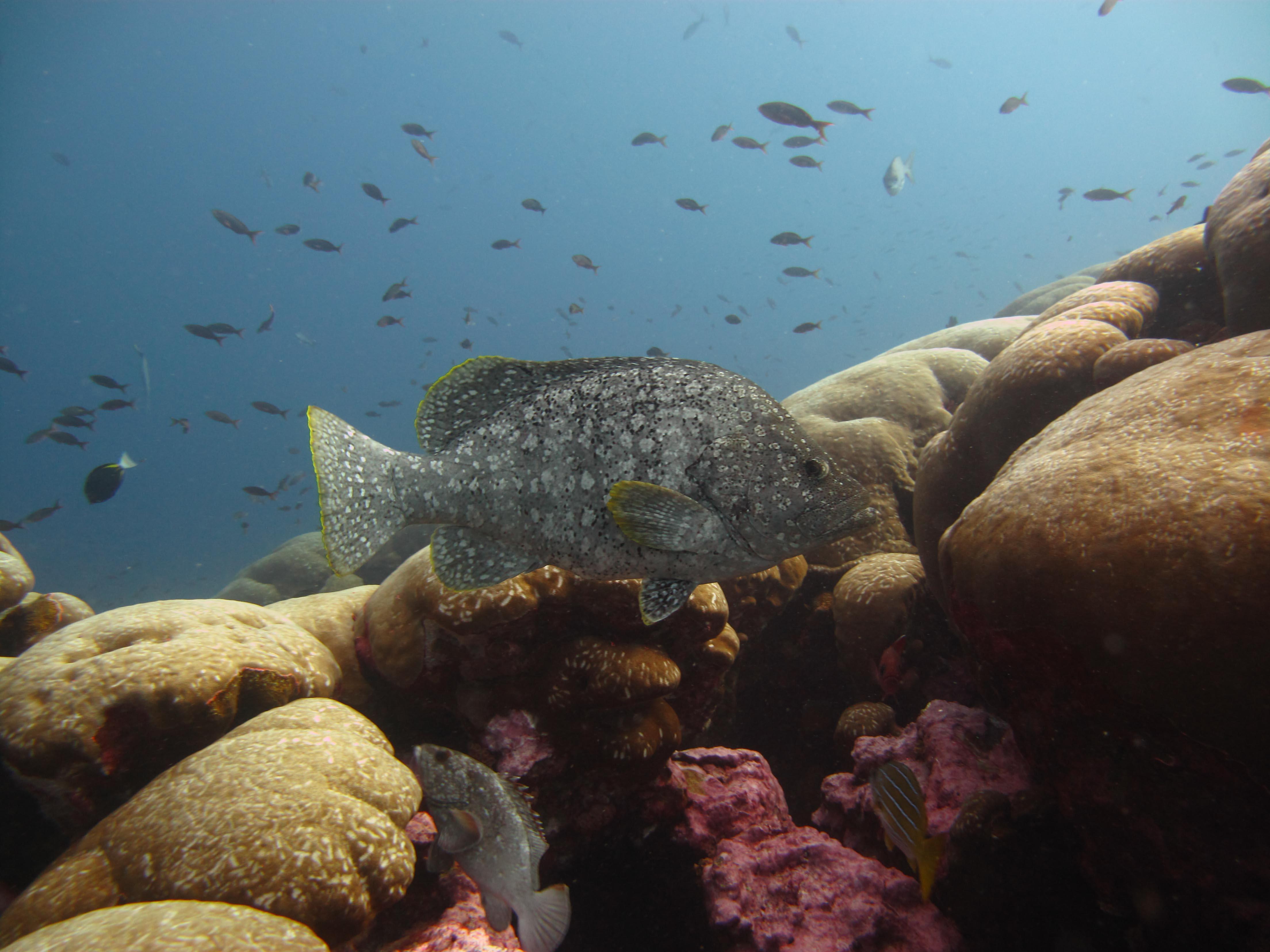 Cabo San Lucas Marine Park: Two-Tank Scuba Diving Adventure