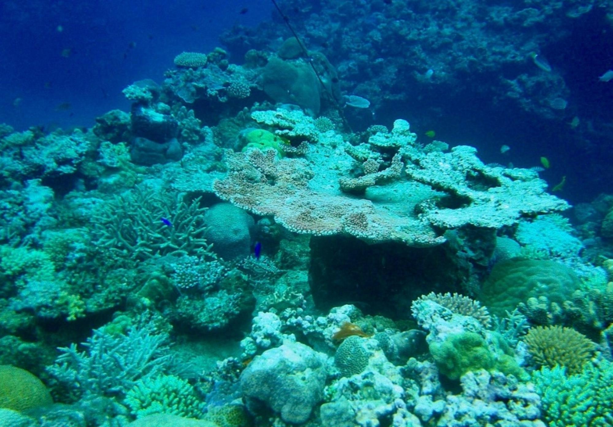 Lelepa Island Adventure with Snorkeling & Beach BBQ