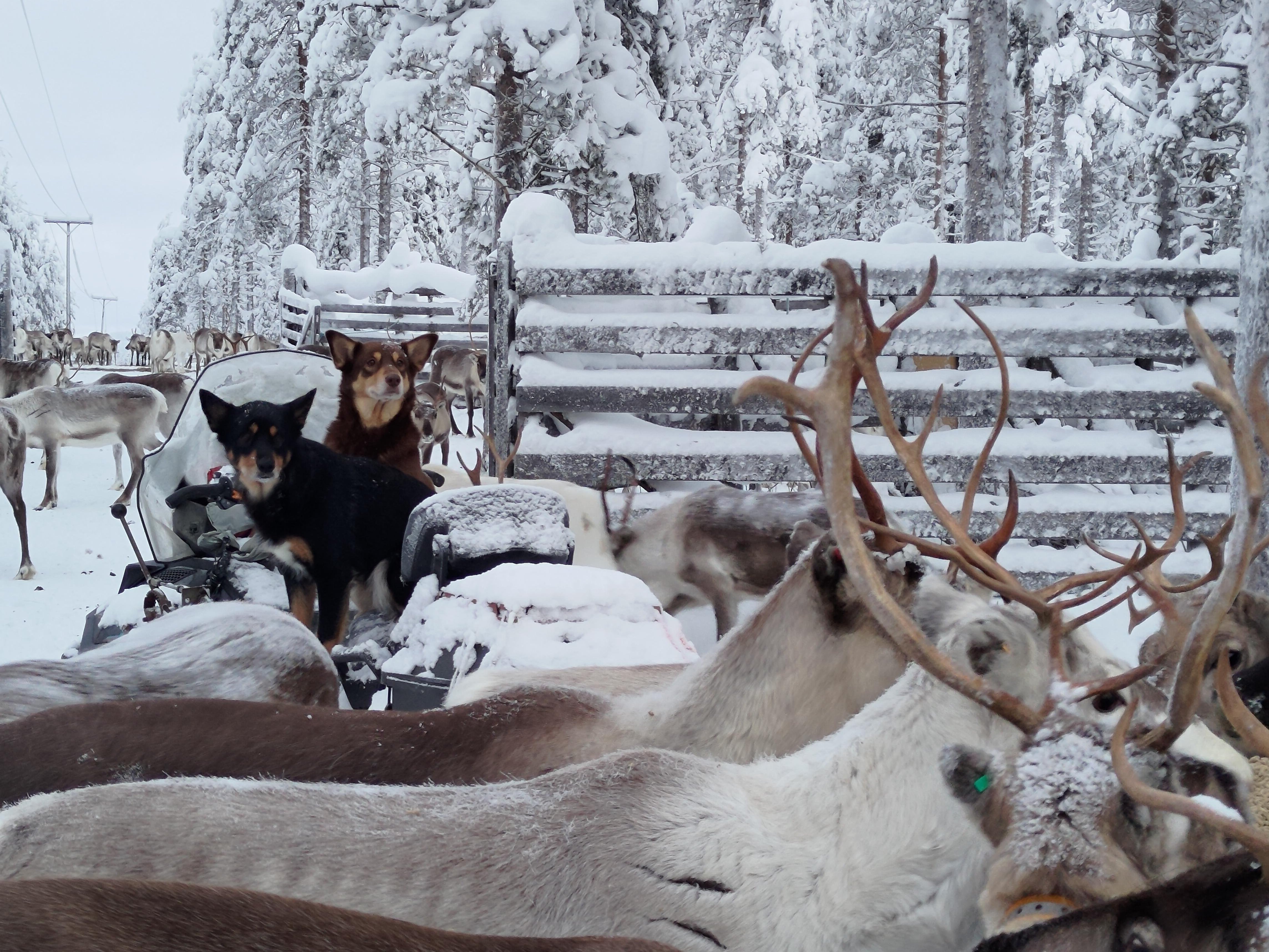 Rovaniemi Reindeer Farm: Herd Encounter & Lapland Culture