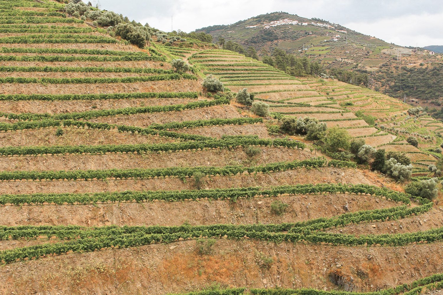 Douro Valley Premium Wine Tour with Cruise & Lunch from Porto