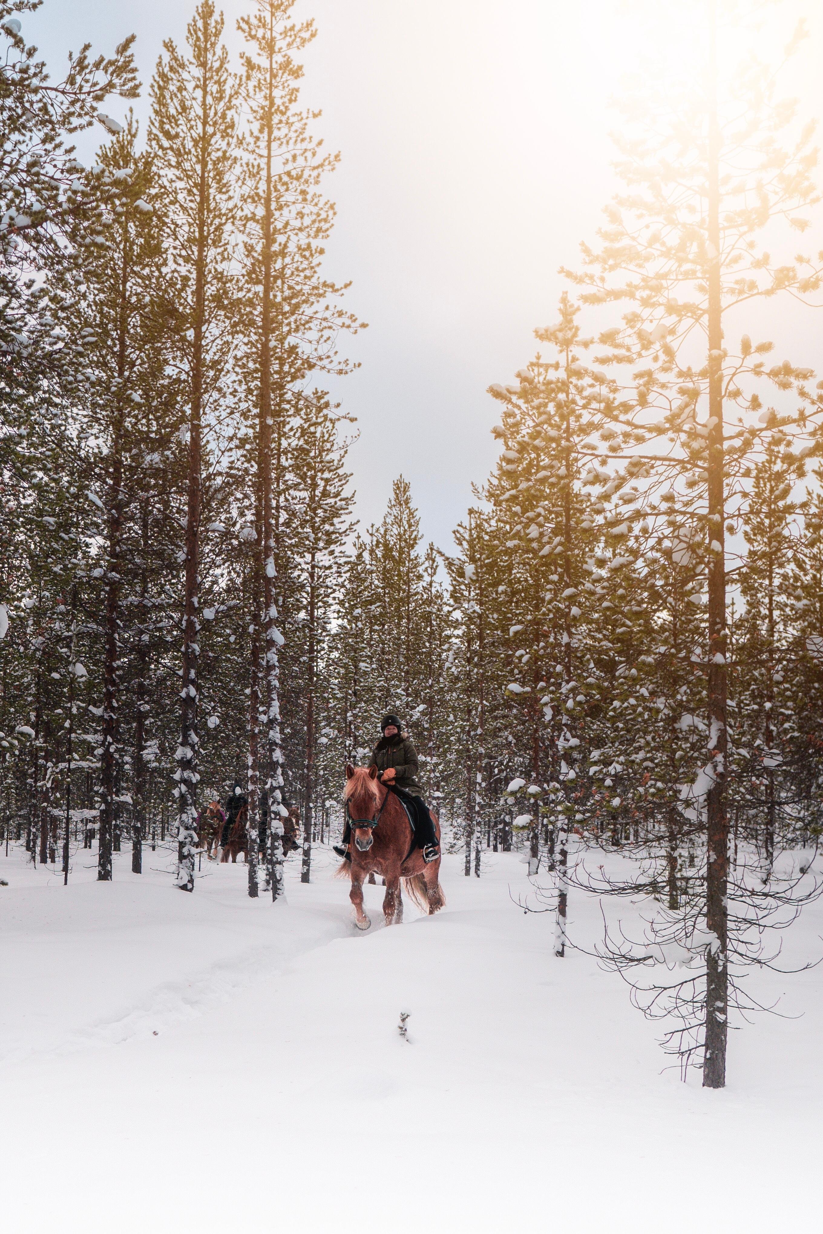 Arctic Trail Horse Riding at Polaris Point Horses
